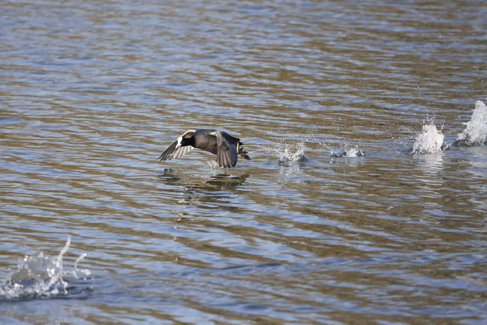Canon EF 100-400mm F4.5-5.6L IS USM sample photo. Coot, duck, water bird photography