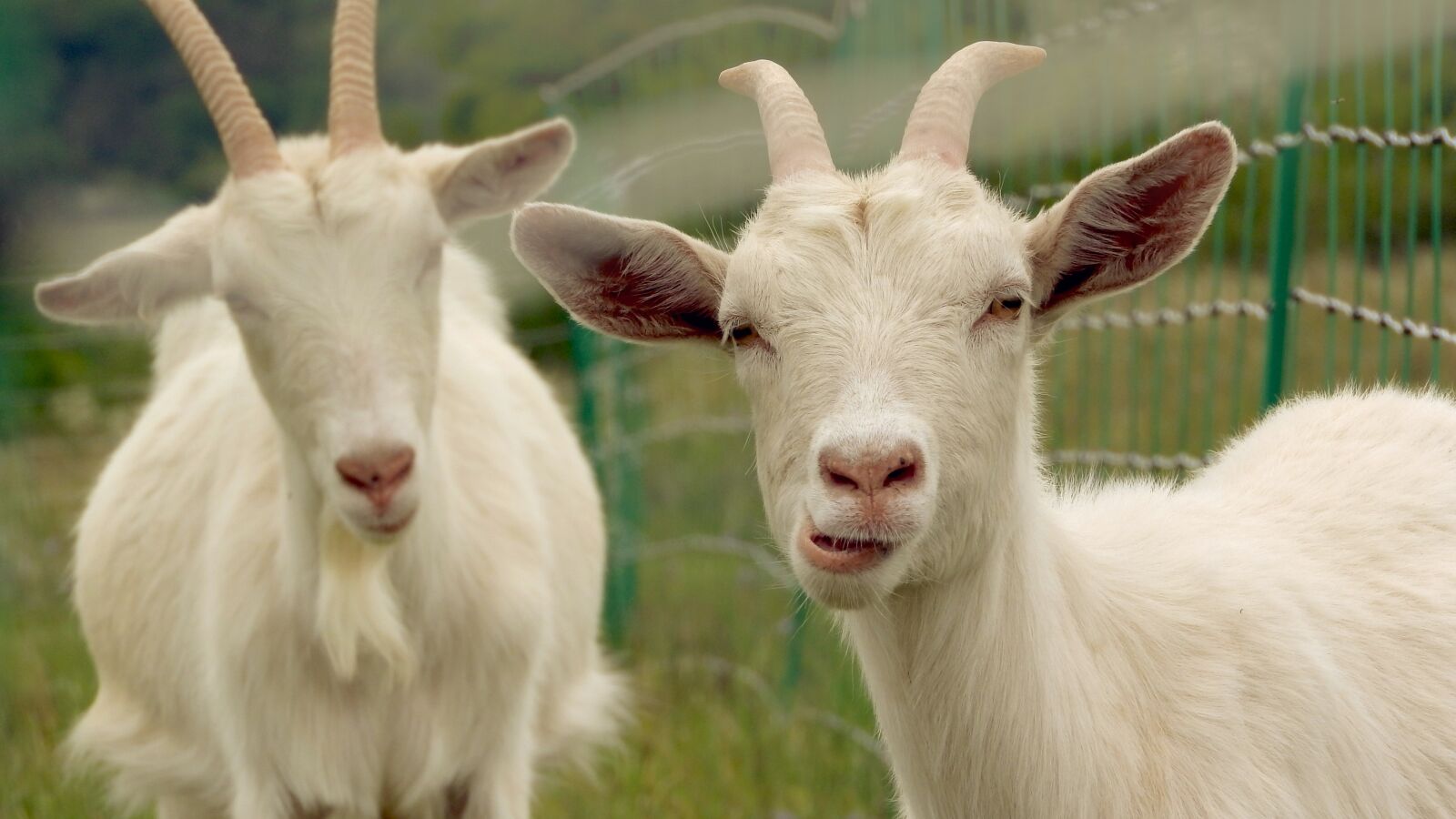 Nikon Coolpix P610 sample photo. Goat, white goat, goats photography