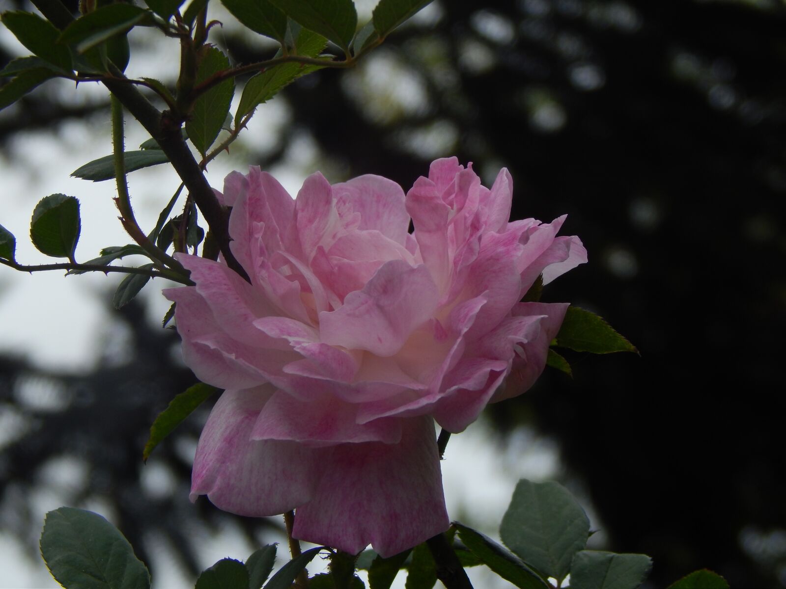 Nikon Coolpix L820 sample photo. Rosa, pink petals, sunset photography