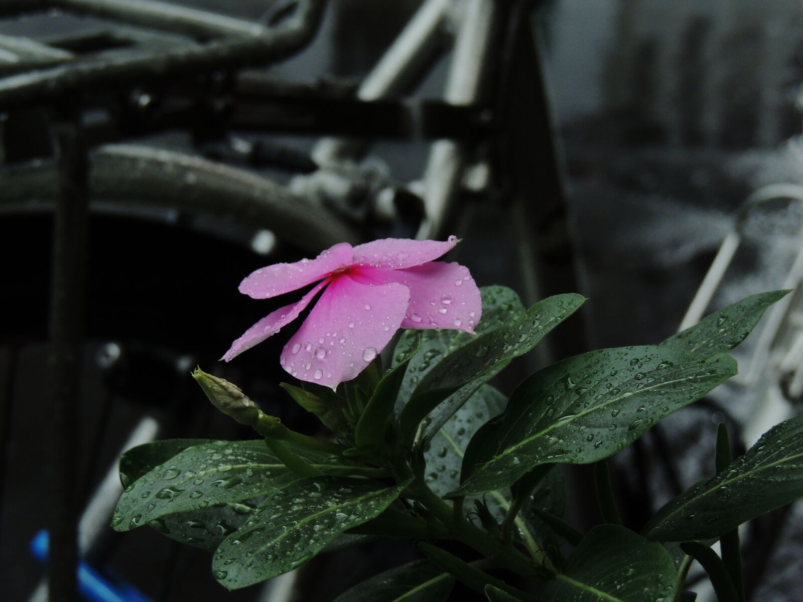 Nikon Coolpix P510 sample photo