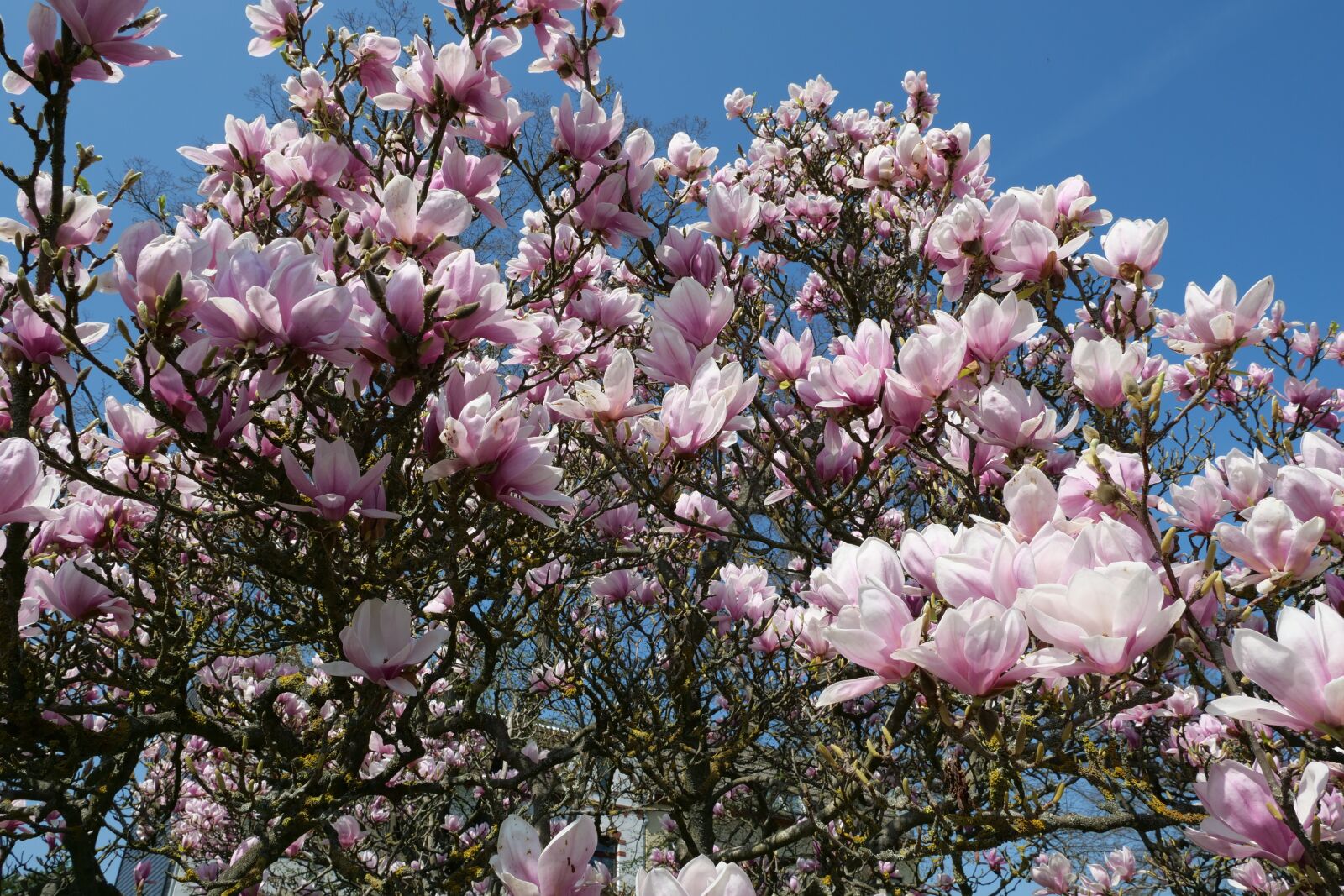 Panasonic Lumix DC-G9 sample photo. Plant, tree, magnolia photography