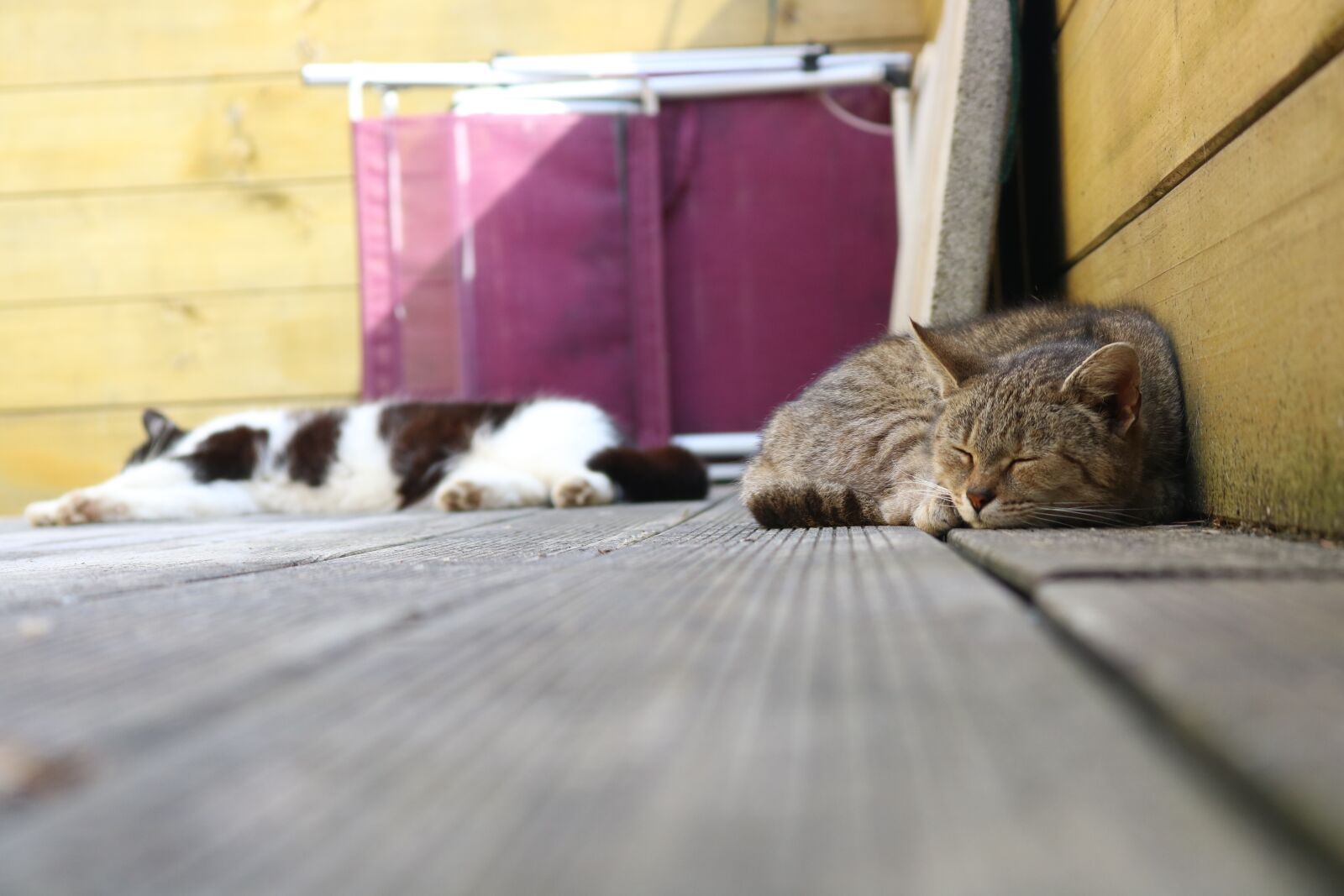 Canon EOS 750D (EOS Rebel T6i / EOS Kiss X8i) sample photo. Cat, animal, pet photography