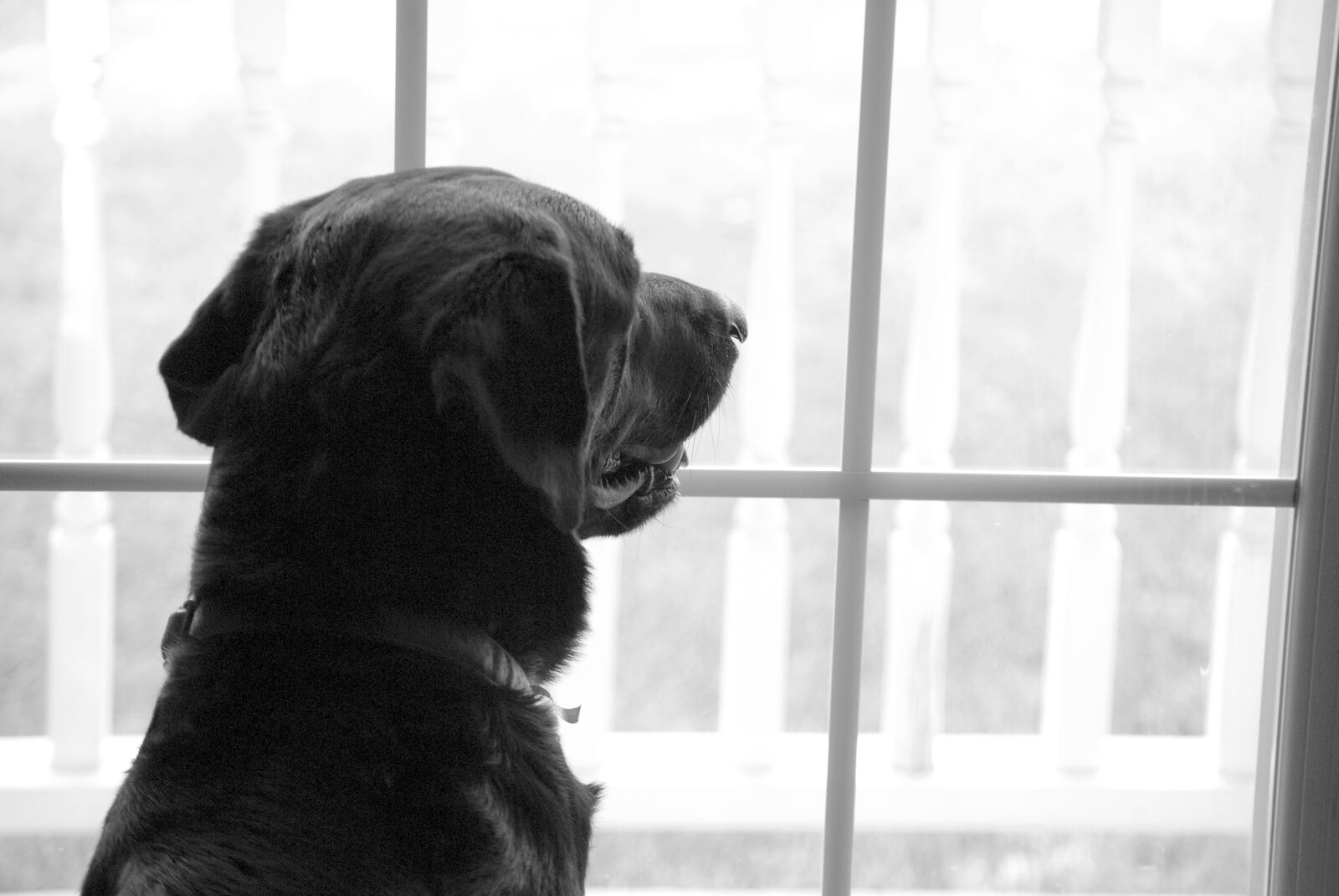 Nikon D40X sample photo. Labrador retriever, window, missing photography
