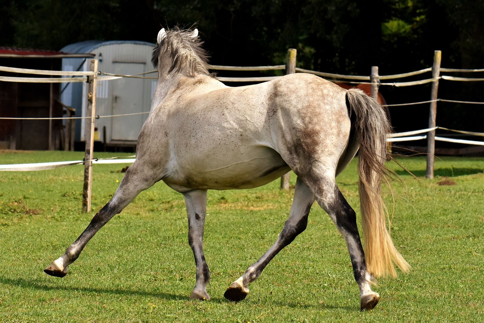 Nikon D7200 sample photo. Mold, horse, love for photography