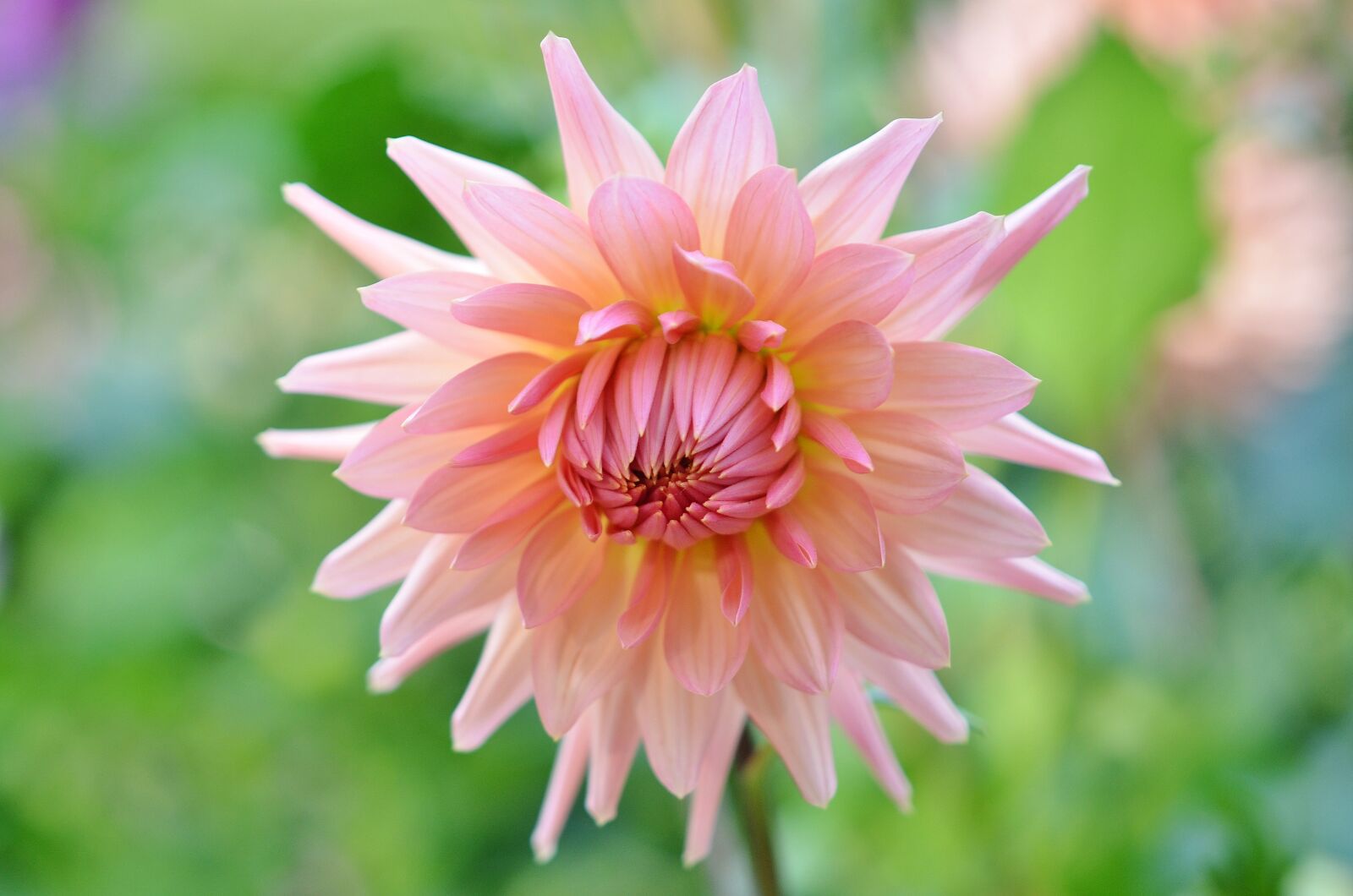 Nikon D7000 sample photo. Flower, natur, floral photography