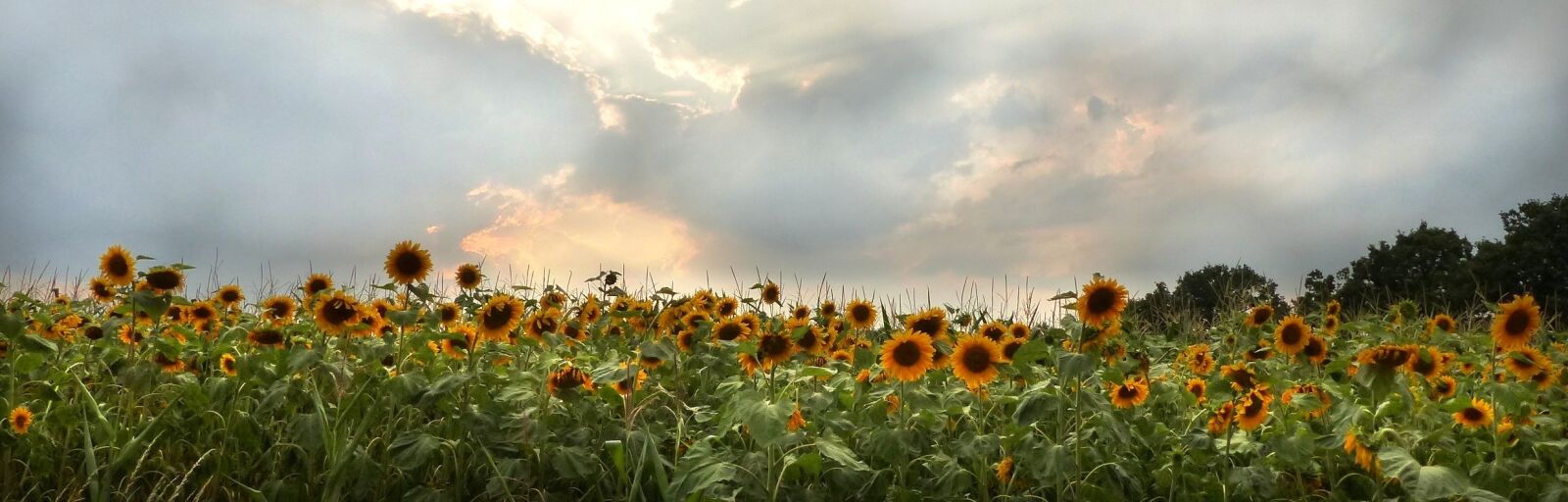 Panasonic Lumix DMC-FZ200 sample photo. Sunflower, flower, helianthus annuus photography