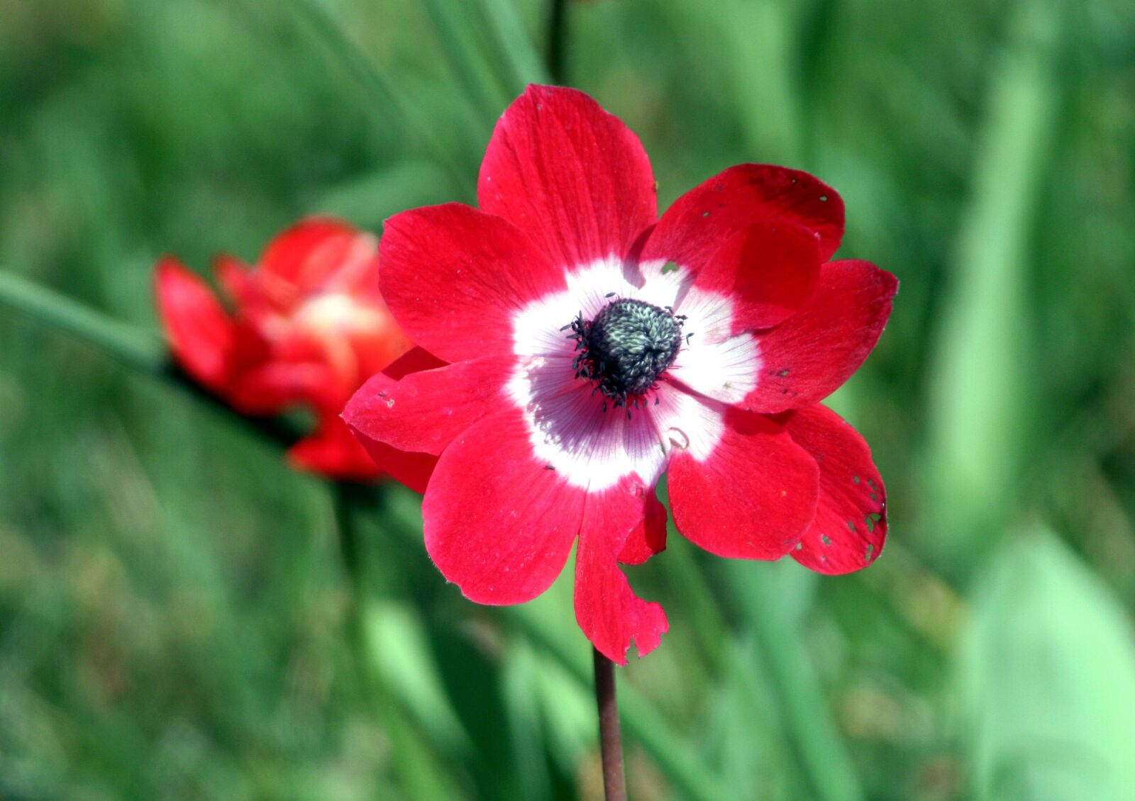 Canon EOS 350D (EOS Digital Rebel XT / EOS Kiss Digital N) sample photo. Spring, flower, garden photography