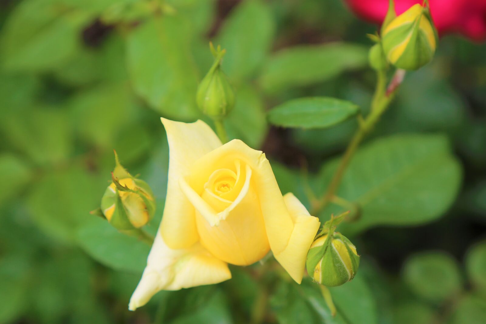 Canon EF 24-105mm F4L IS USM sample photo. Rose, sar g l photography