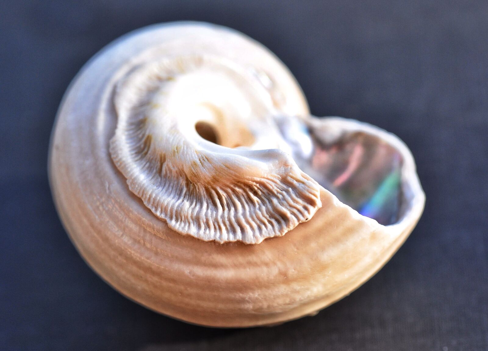 Nikon D90 sample photo. Sea shell, ocean, pearl photography