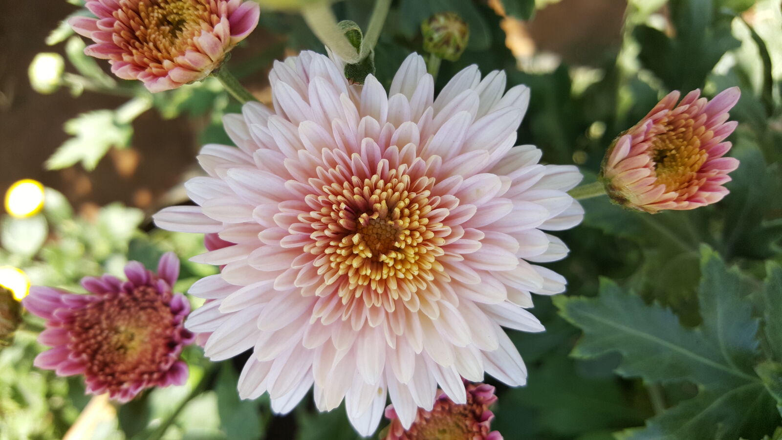Samsung GALAXY S6 edge sample photo. Bulb, flowers, plant photography