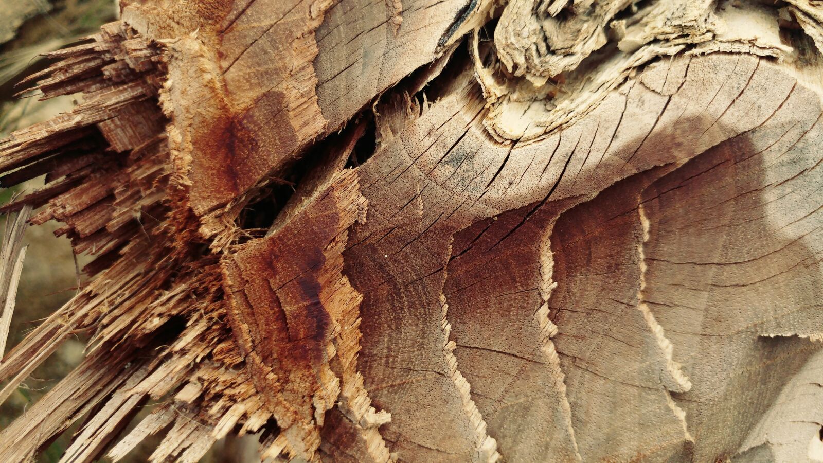 LG G5 sample photo. Chopped, cracked, log photography