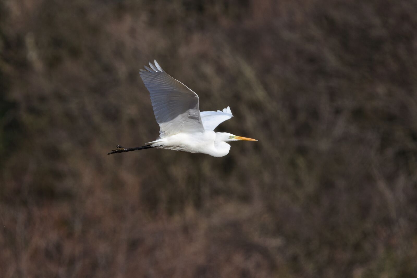Nikon D7200 sample photo. Animal, bird, wild birds photography