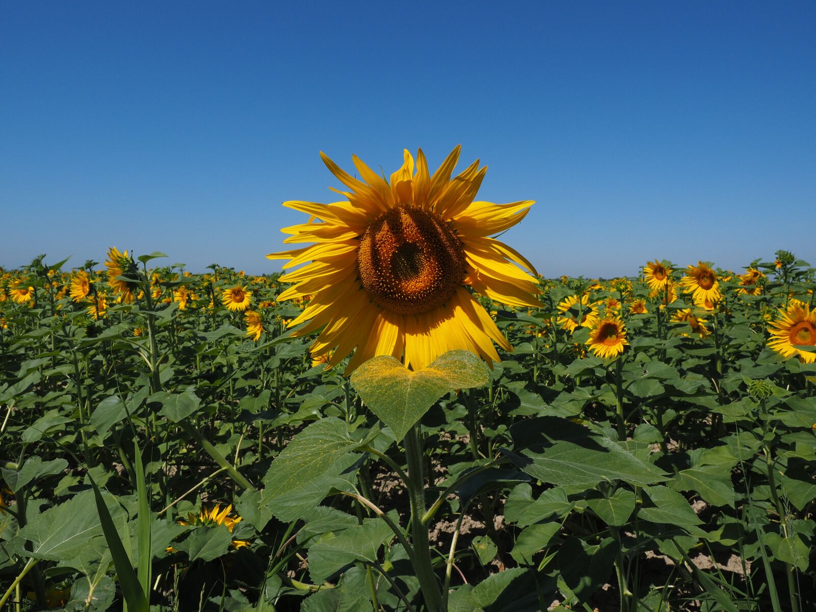 Olympus OM-D E-M1 + Olympus M.Zuiko Digital ED 12-40mm F2.8 Pro sample photo. Sunflower, sunflower field, helianthus photography