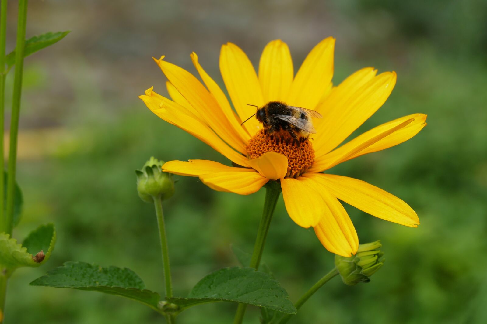 Panasonic Lumix DMC-FZ1000 sample photo. In, beien, bumblebee photography