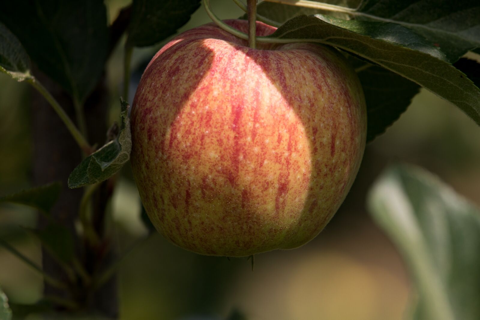 Canon EF-S 55-250mm F4-5.6 IS STM sample photo. Apple, apple tree, fruit photography