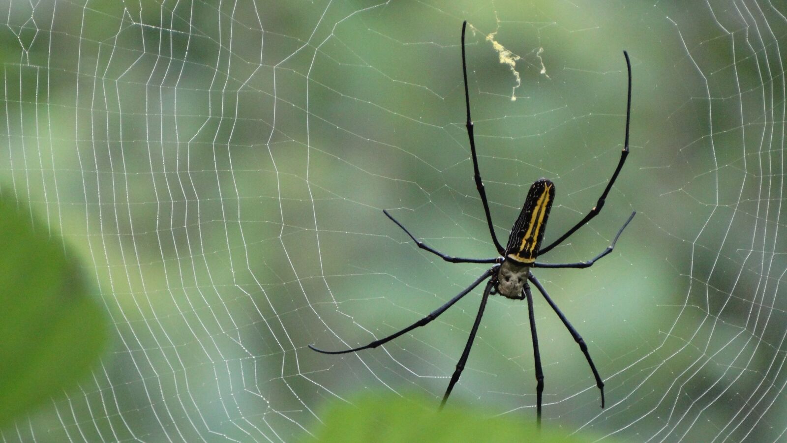 Sony Cyber-shot DSC-HX300 sample photo. Spider, web, nature photography