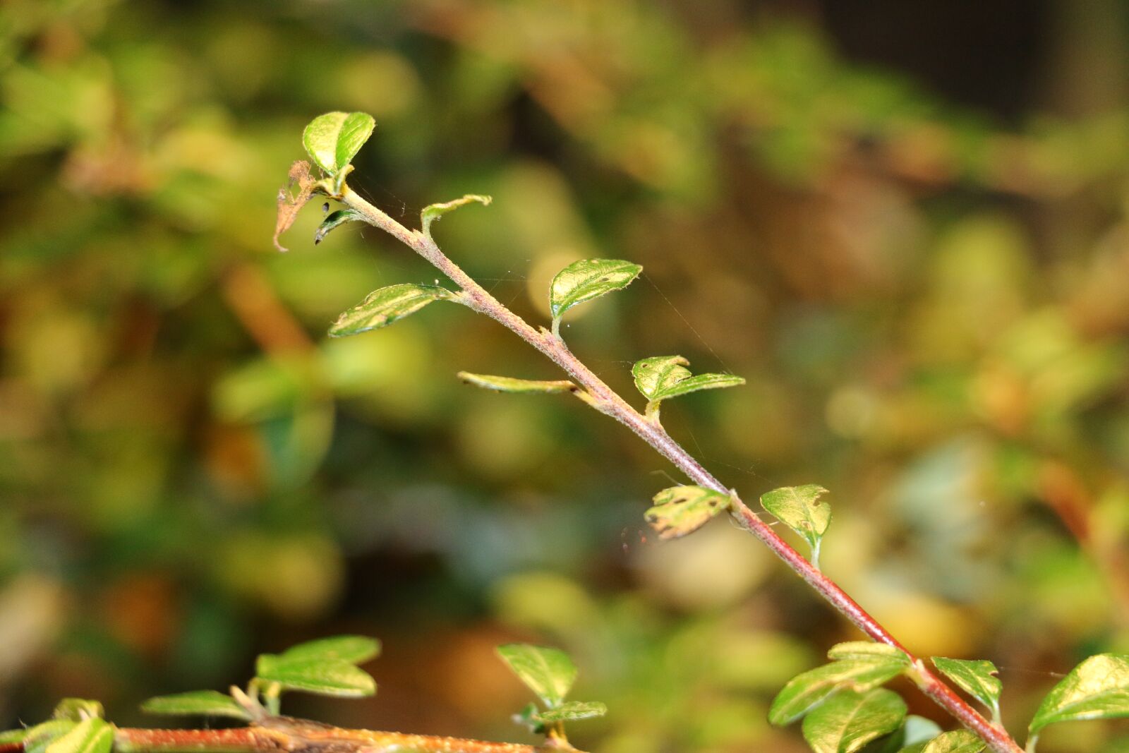 Canon EOS 70D sample photo. Flower, garden, green photography