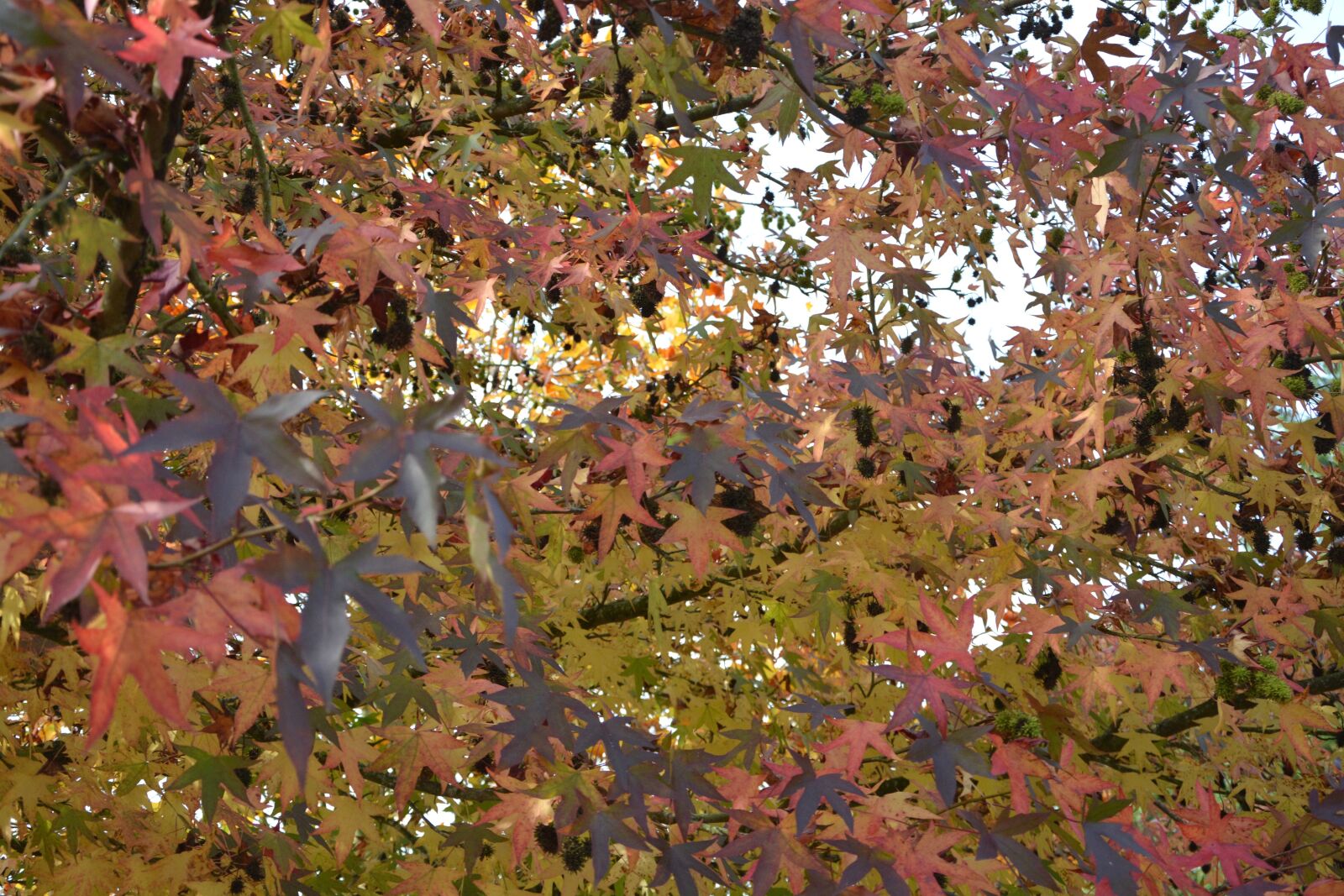 Nikon D5200 sample photo. Leaves, foliage autumn, fall photography