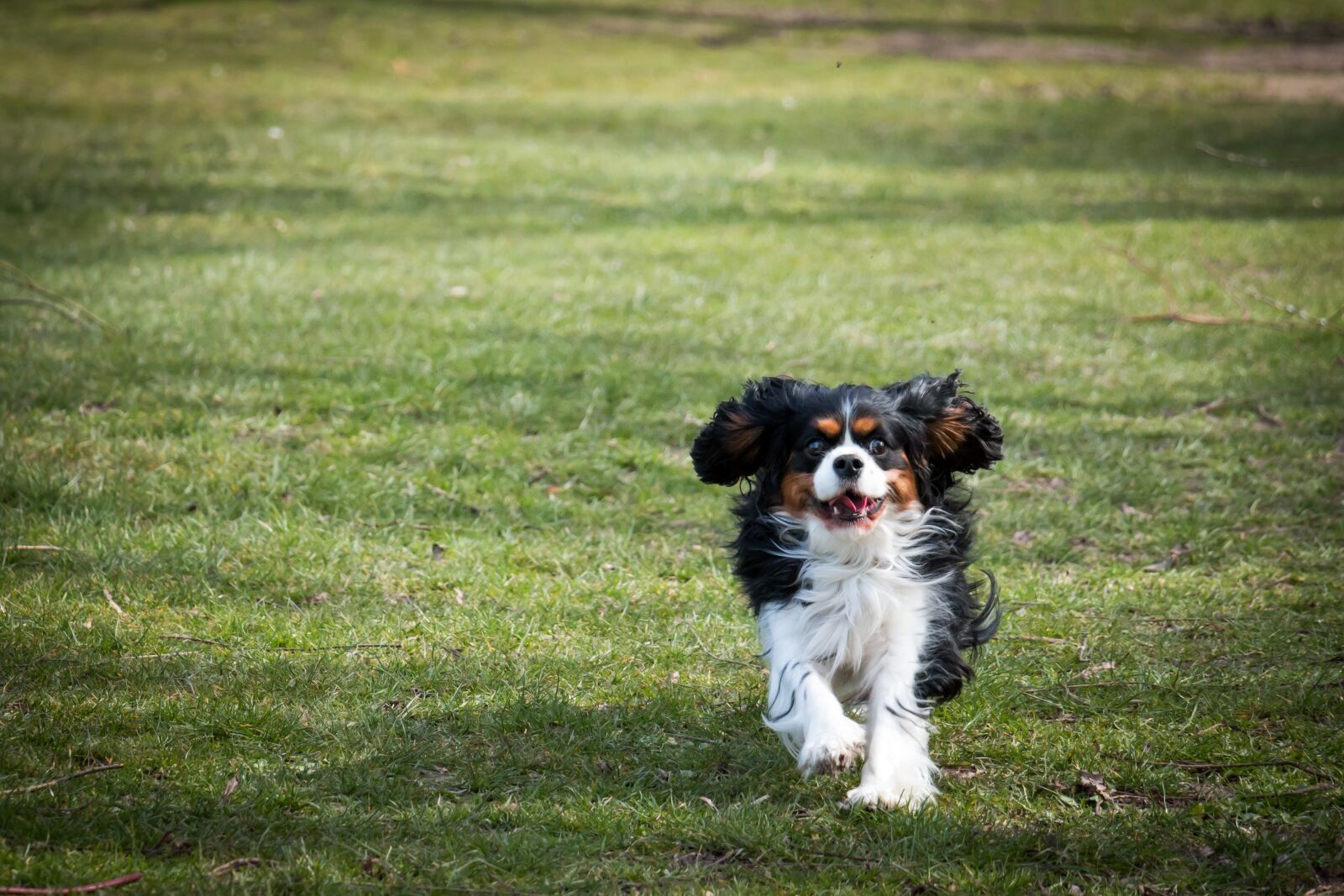 Canon EOS 70D sample photo. Outdoor, green, grass photography