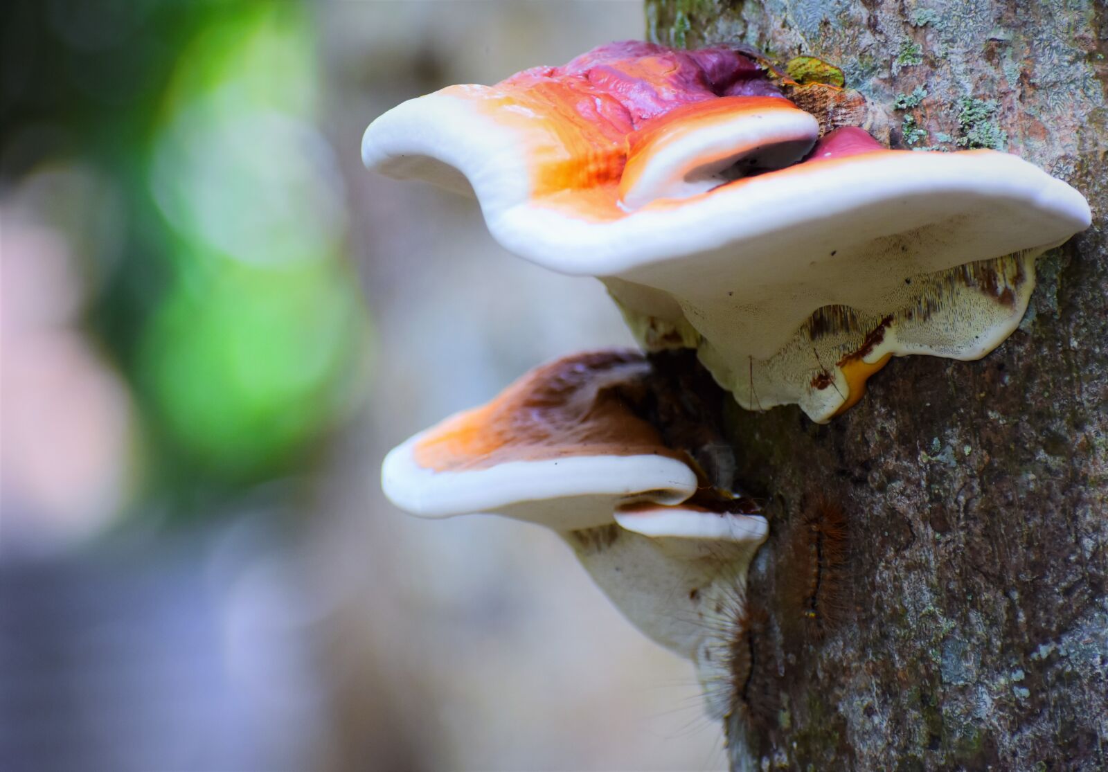 Nikon D5600 sample photo. Nature, outdoors, food photography