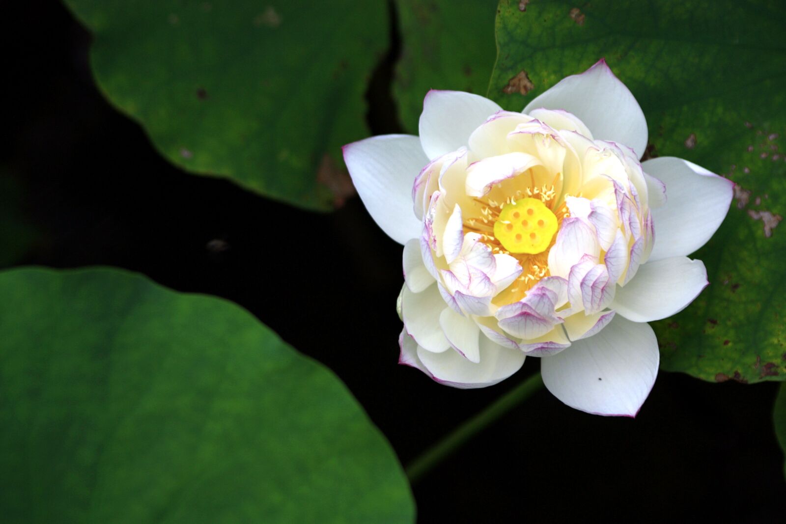 Canon EOS 450D (EOS Rebel XSi / EOS Kiss X2) sample photo. Lotus, white, bloom photography