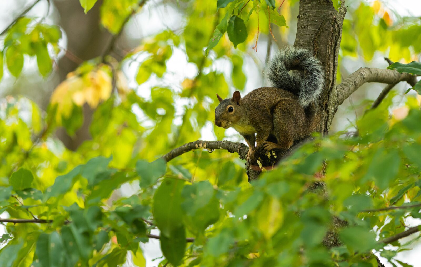 Canon EOS 80D sample photo. Squirrel, tree, animal photography