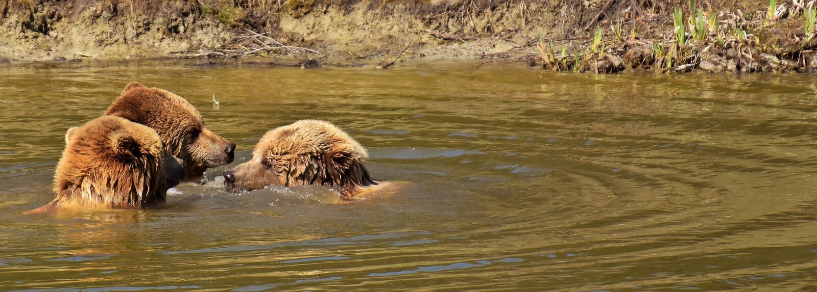 Nikon D7200 sample photo. Funny, meeting, european brown photography