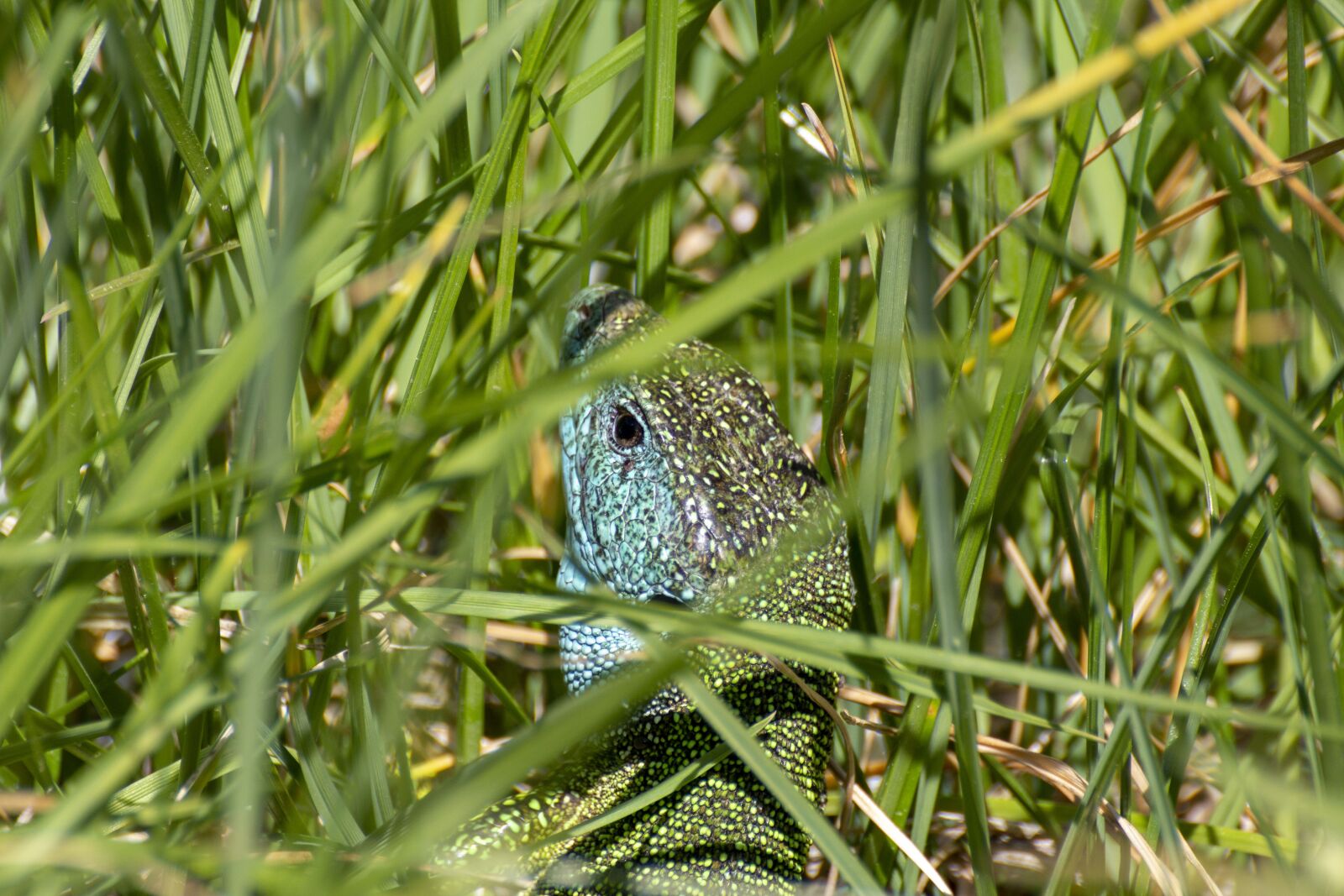 Canon EOS 600D (Rebel EOS T3i / EOS Kiss X5) sample photo. The lizard, reptile, nature photography