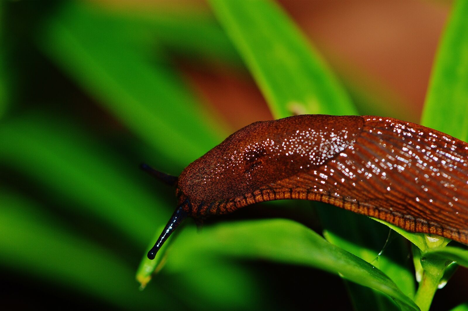 Nikon D3200 sample photo. Snail, slug, garden photography