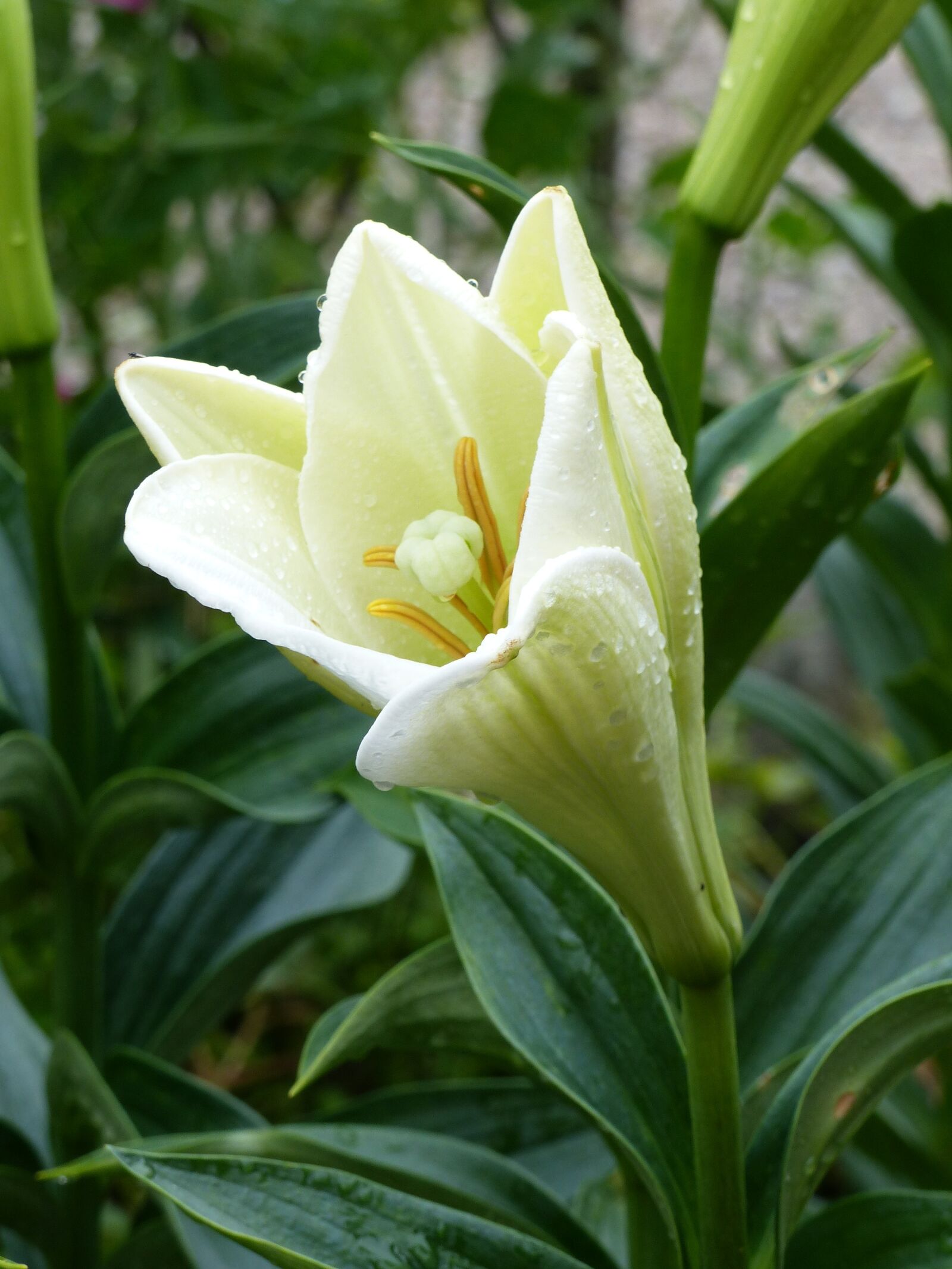 Panasonic Lumix DMC-FZ200 sample photo. Lily, leaf, garden photography