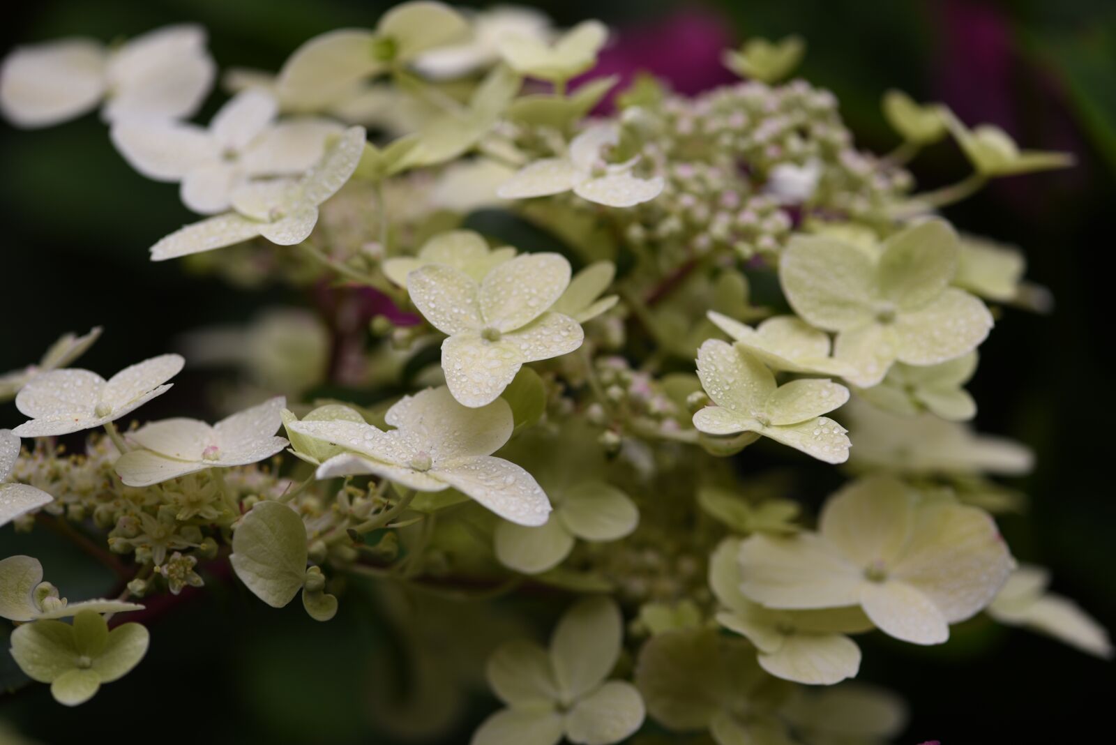 Nikon D750 sample photo. Hydrangea, white, flower photography