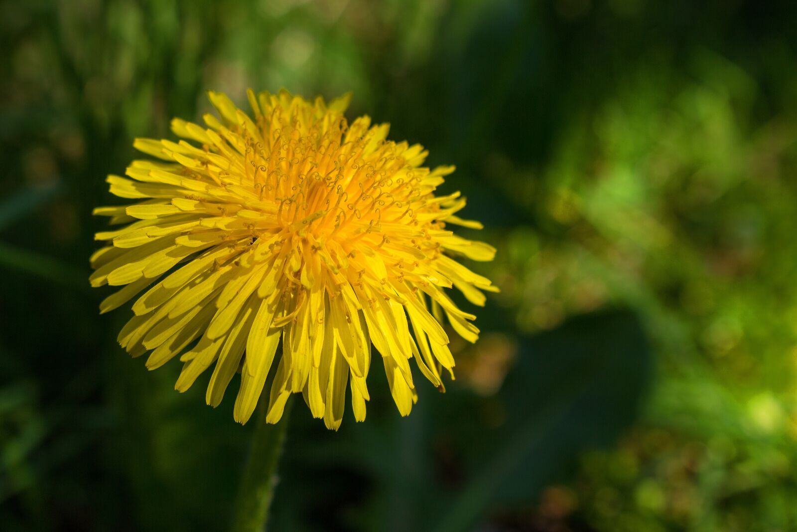 Canon EOS 700D (EOS Rebel T5i / EOS Kiss X7i) sample photo. Dandelion, yellow, blossom photography