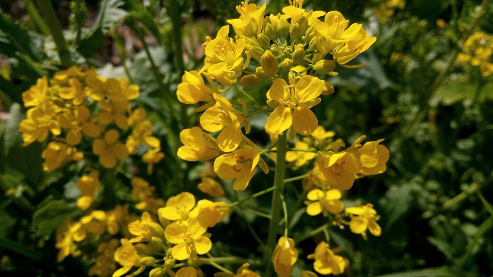 WIKO GETAWAY sample photo. Flowers, yellow, plants photography