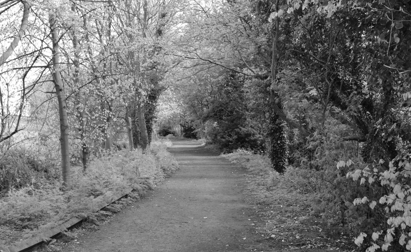 Nikon D3200 sample photo. A, nice, leisurely, walk photography