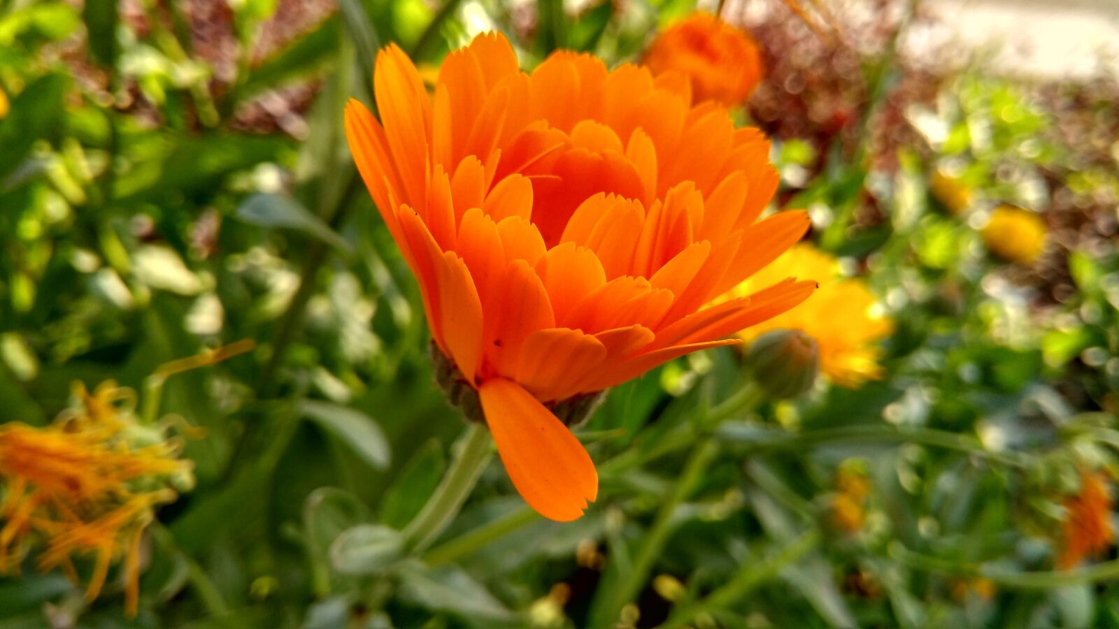 Xiaomi Redmi 4A sample photo. Flower, nature, flora photography