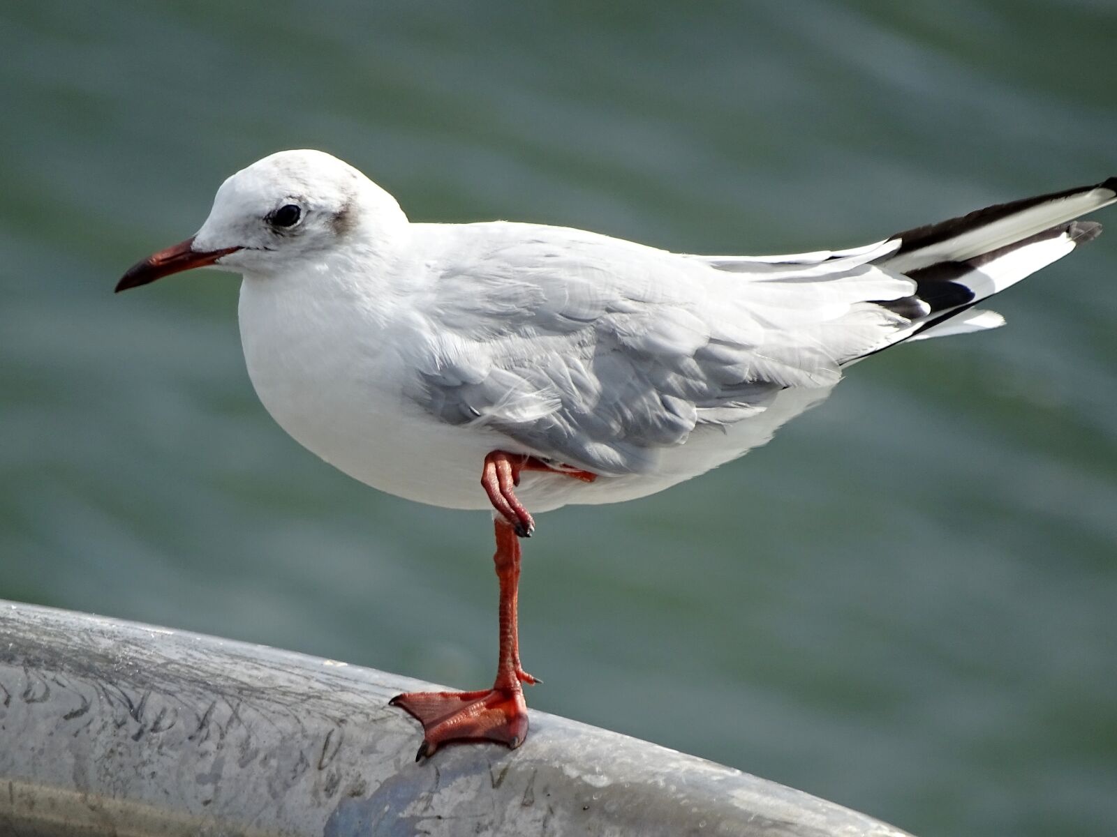 Sony Cyber-shot DSC-HX400V sample photo. Seagull, seevogel, sea photography