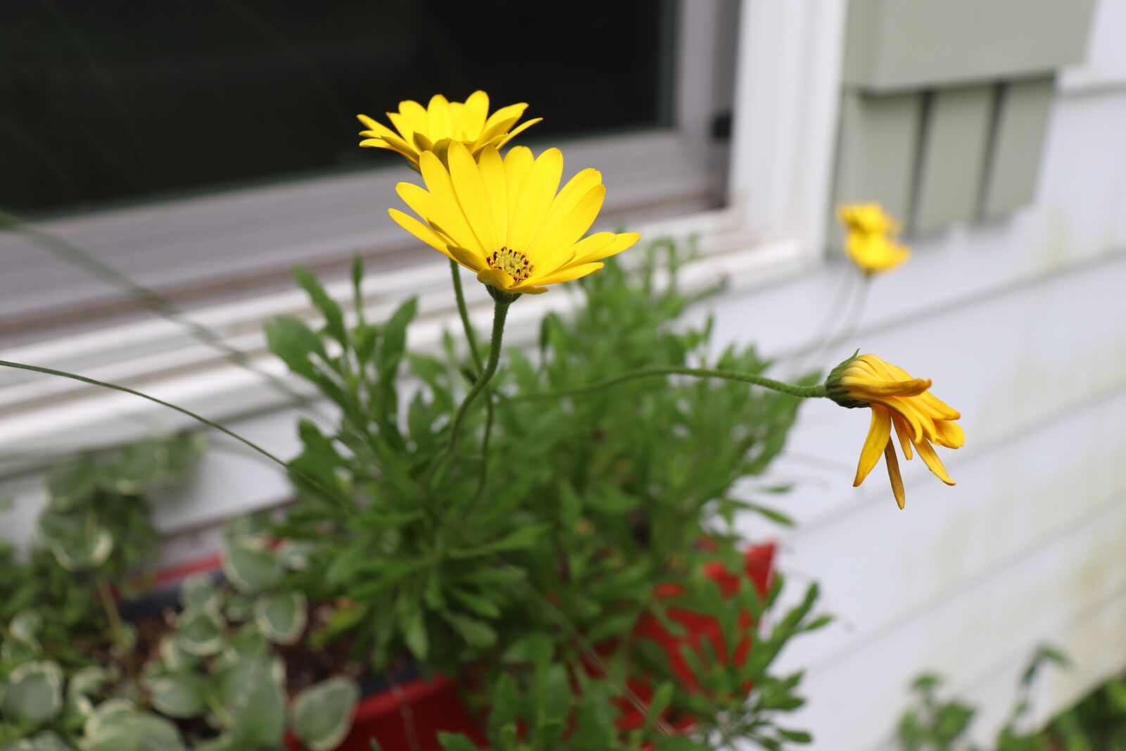 Canon EOS 200D (EOS Rebel SL2 / EOS Kiss X9) sample photo. Flower, green, shutter photography
