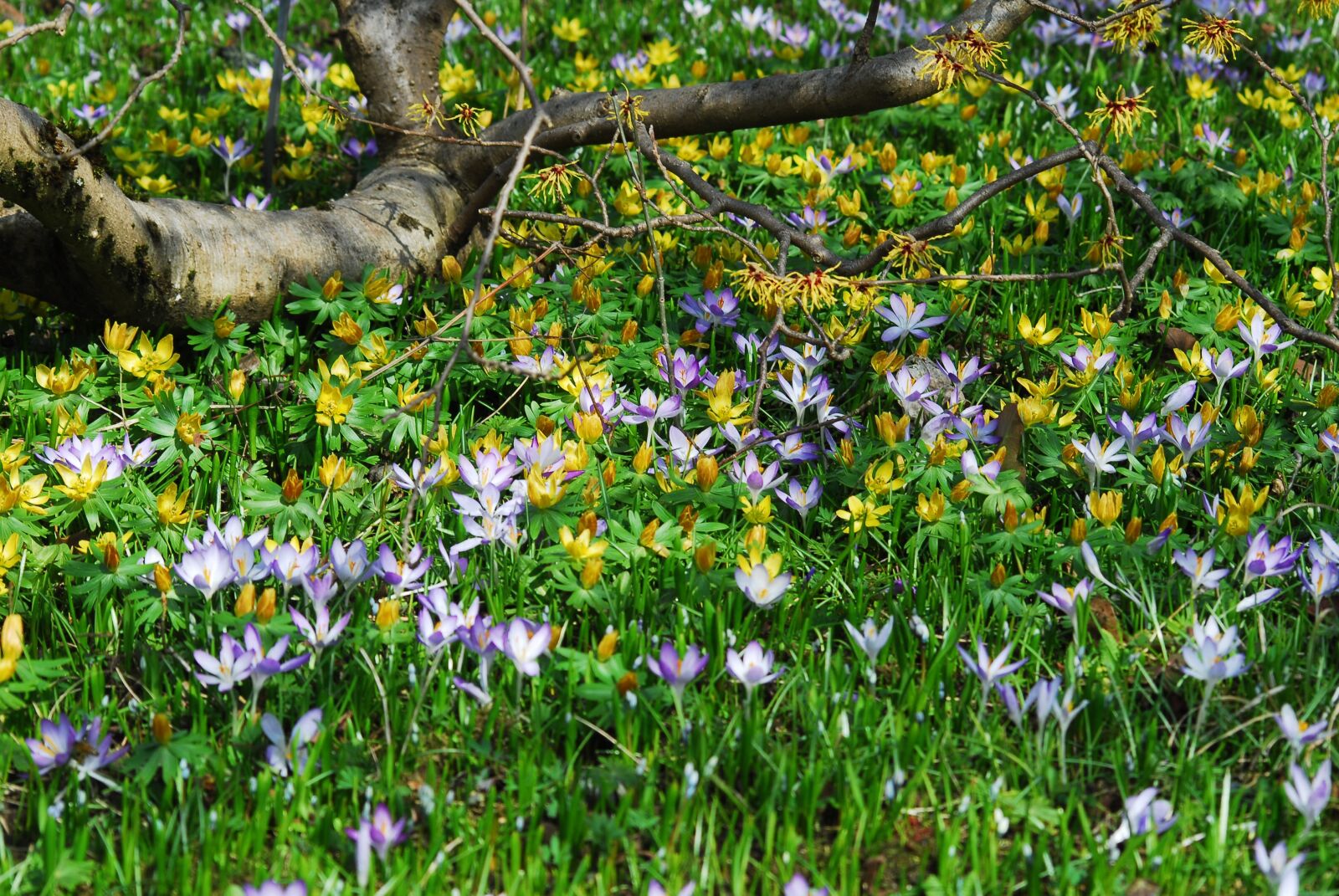 Nikon D200 sample photo. Flower, nature, plant photography