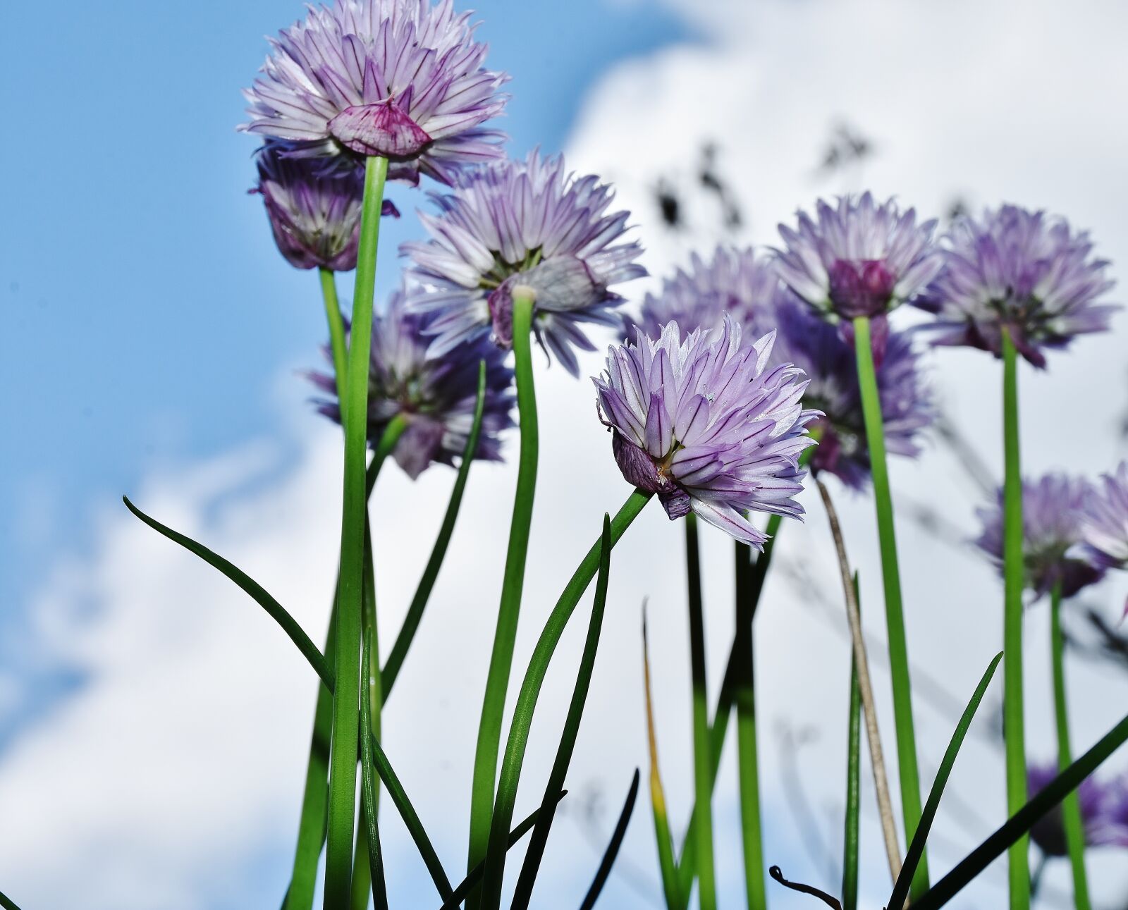 Nikon D7200 sample photo. Chives, blossom, bloom photography