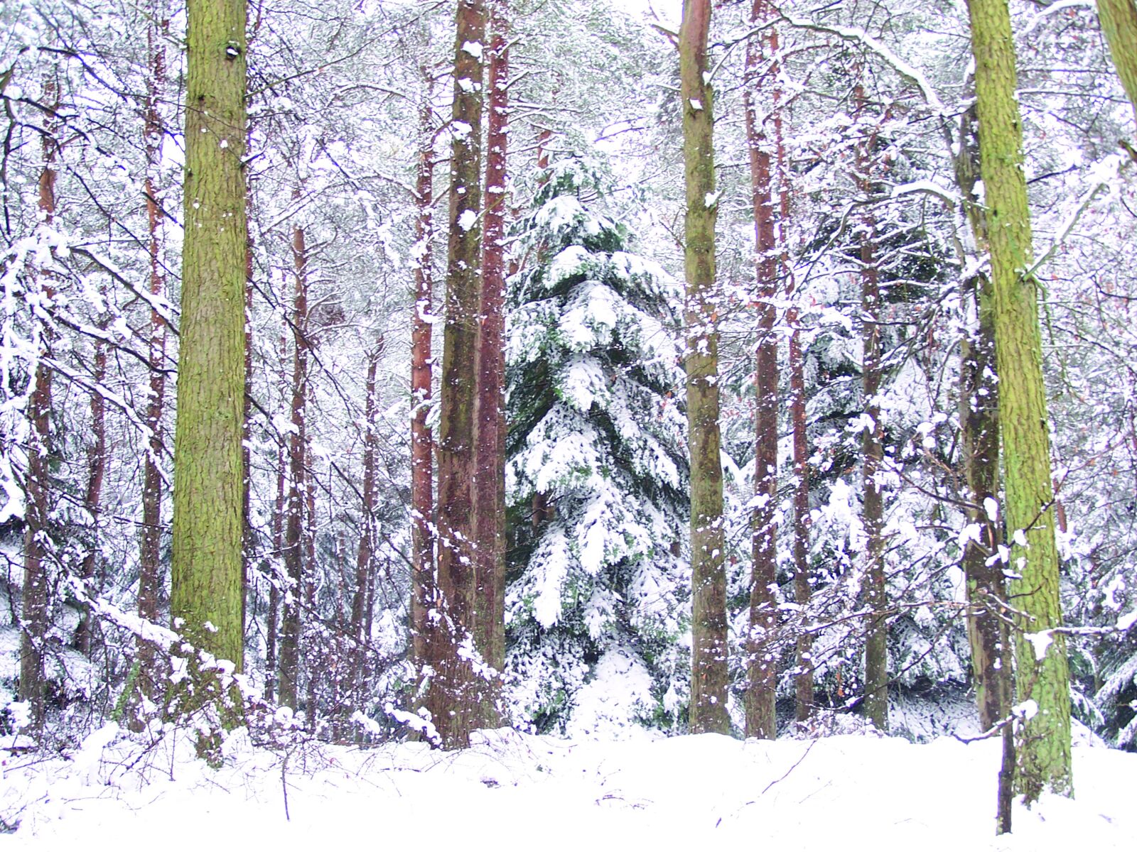 Kodak Z740 ZOOM DIGITAL CAMERA sample photo. Trees, snow, pine forest photography