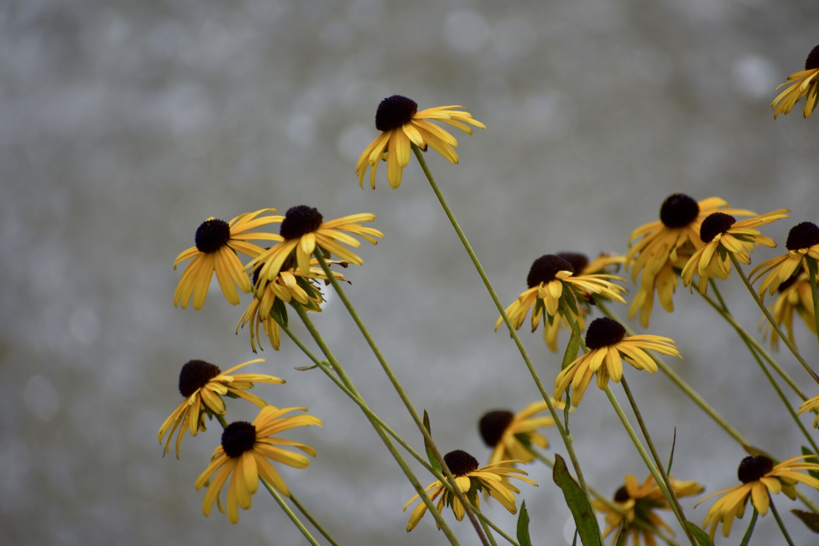 Nikon D3400 sample photo. Summer, flowers, yellow photography