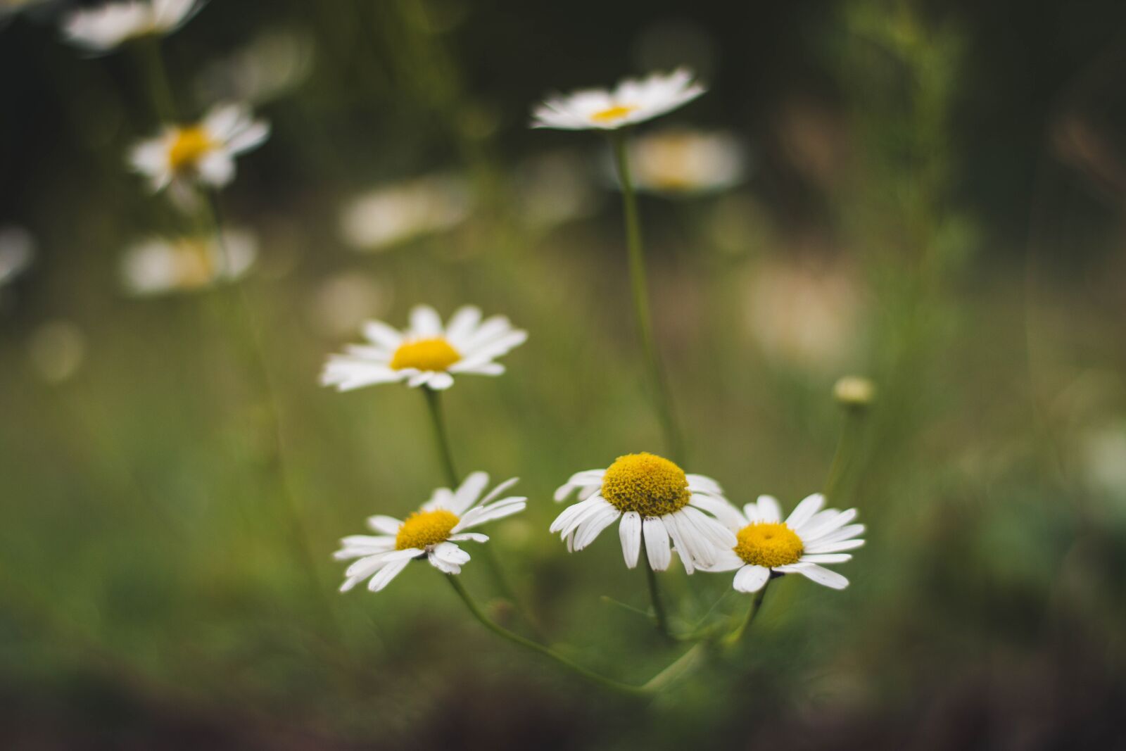 Nikon D5600 sample photo. Daisy, keywords fotomontáž, nature photography