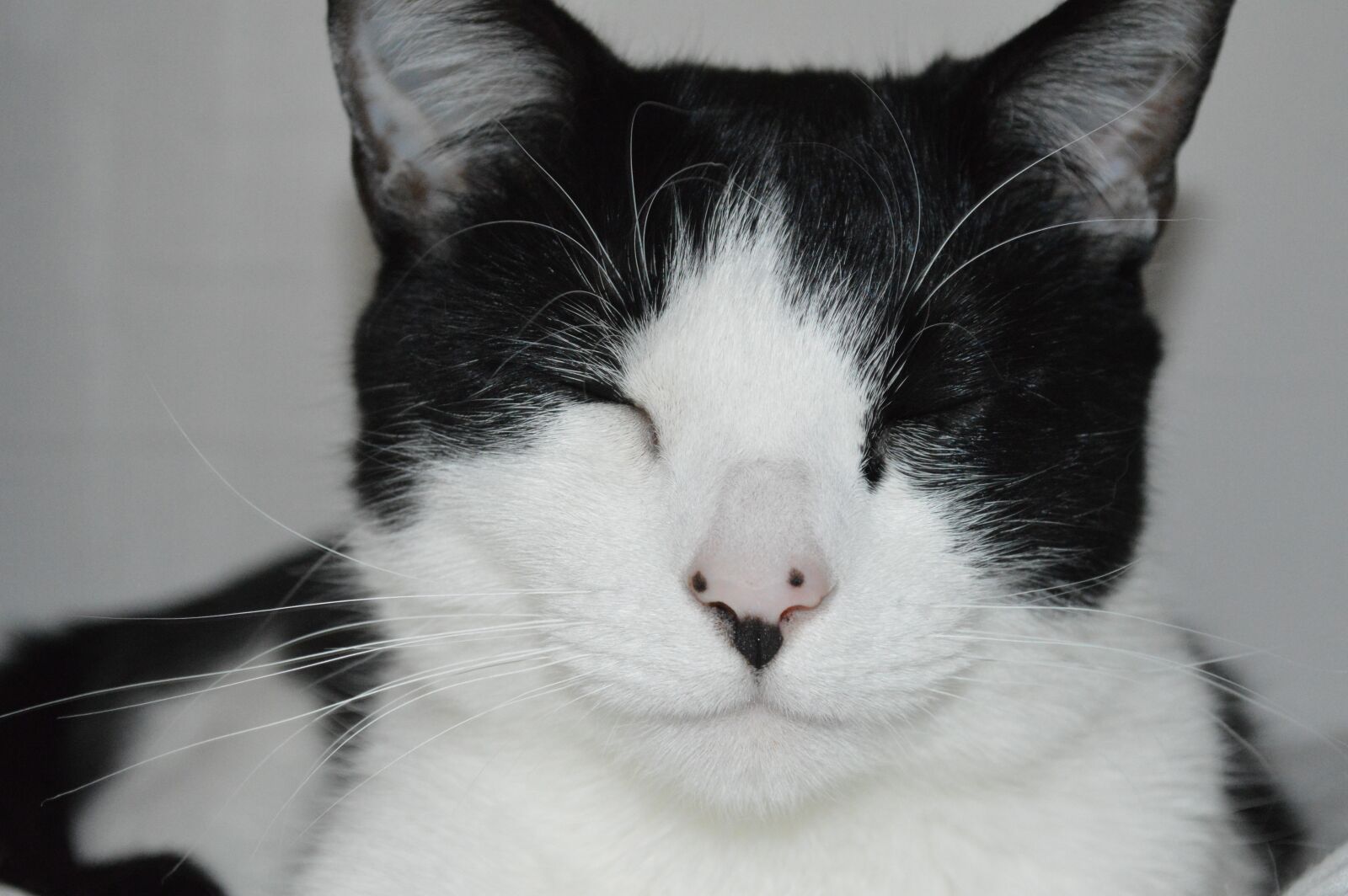 Nikon D3200 sample photo. Pet, animal, cat photography