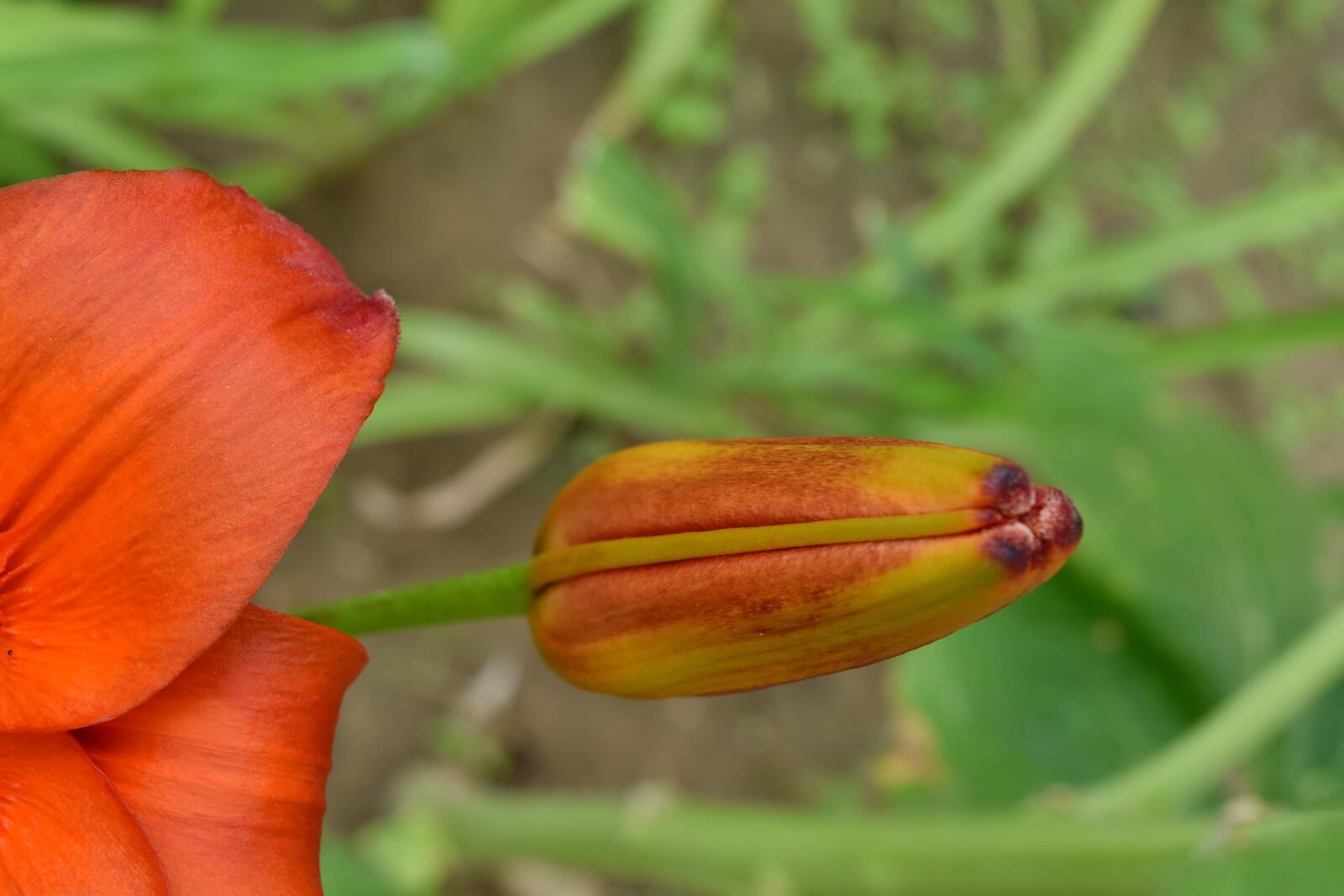 Nikon D5500 sample photo. Close-up, flower bud, herb photography