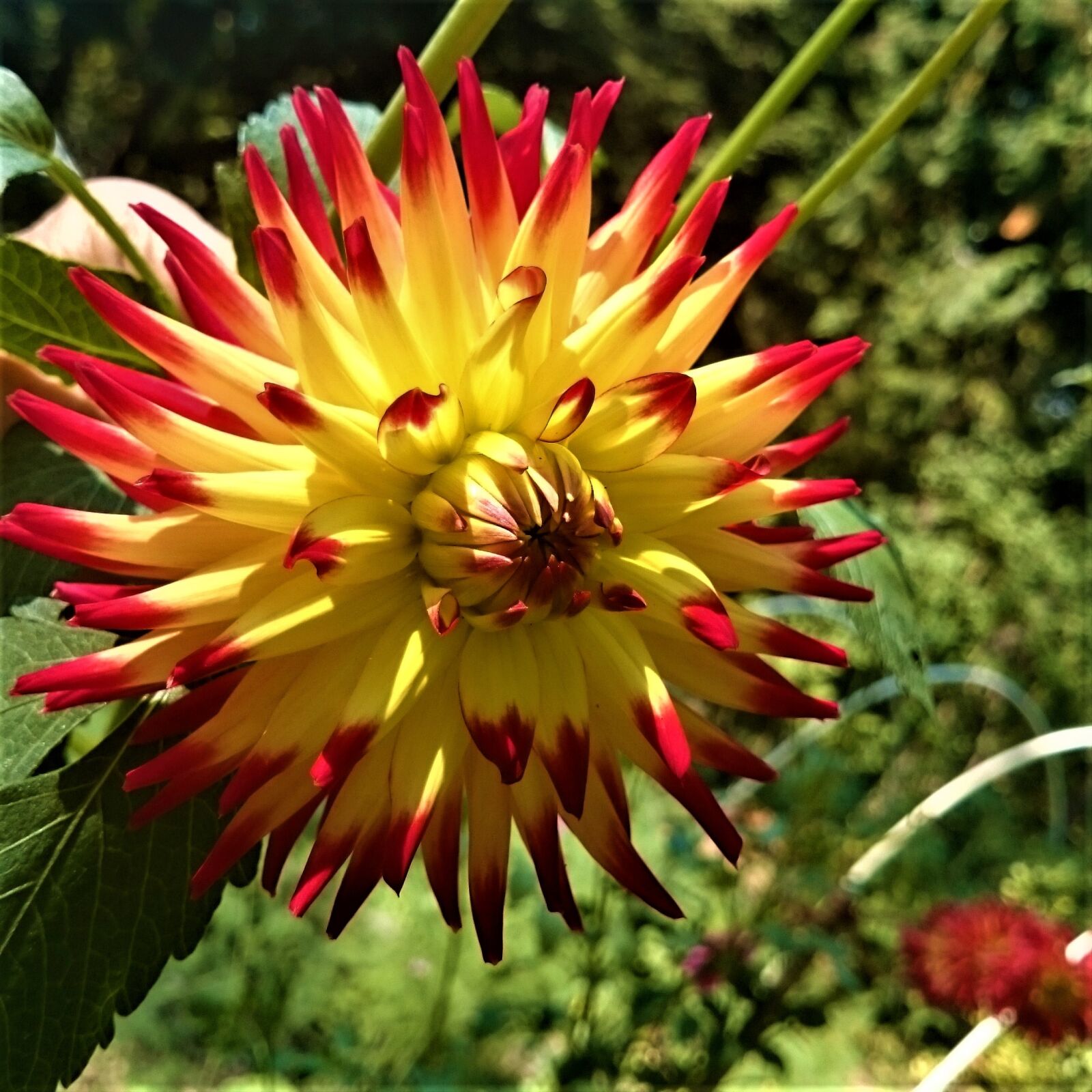 Sony Xperia Z1 sample photo. Dahlia, cactus dahlia, colorful photography