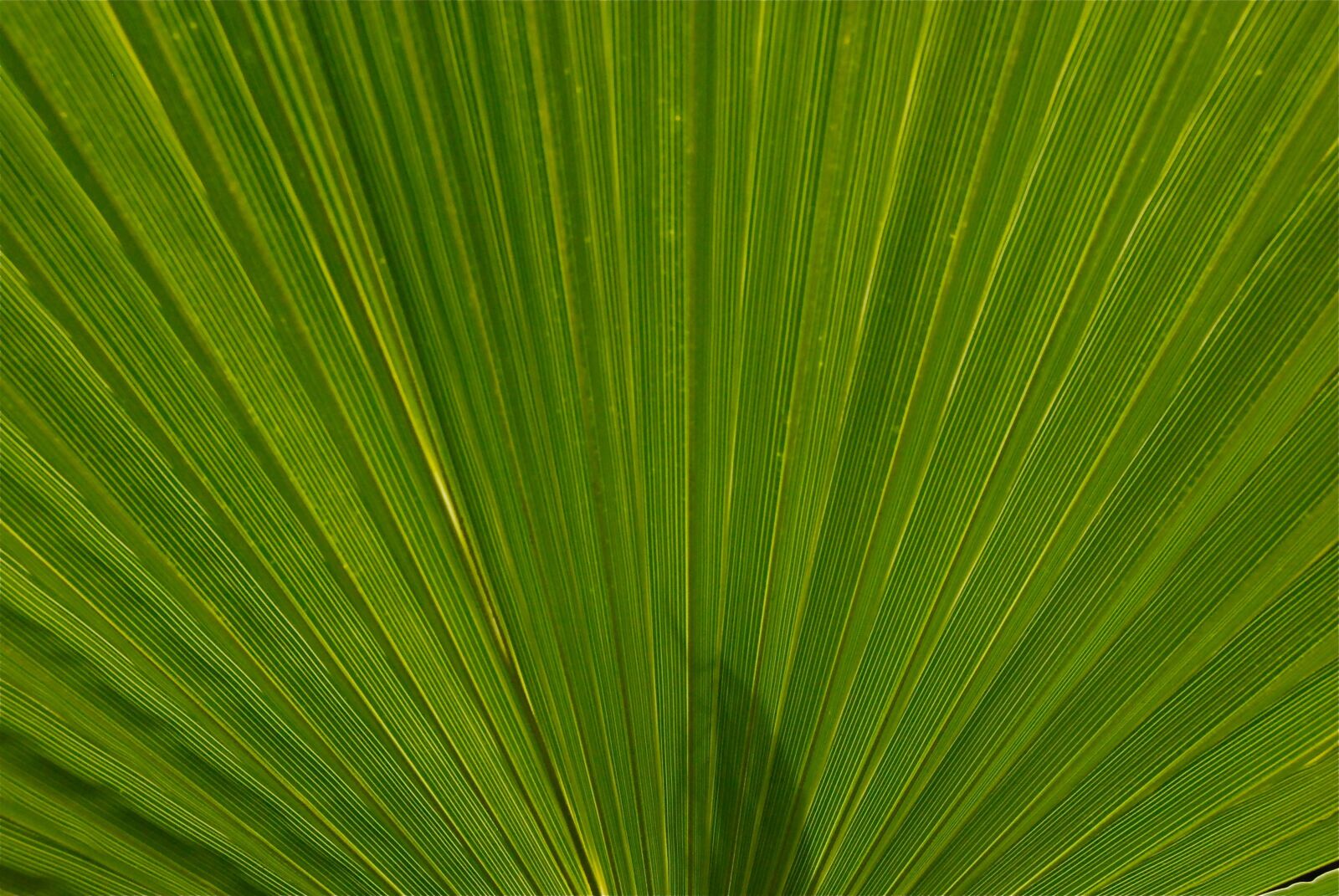 Nikon D200 sample photo. Plant, leaf, nature photography