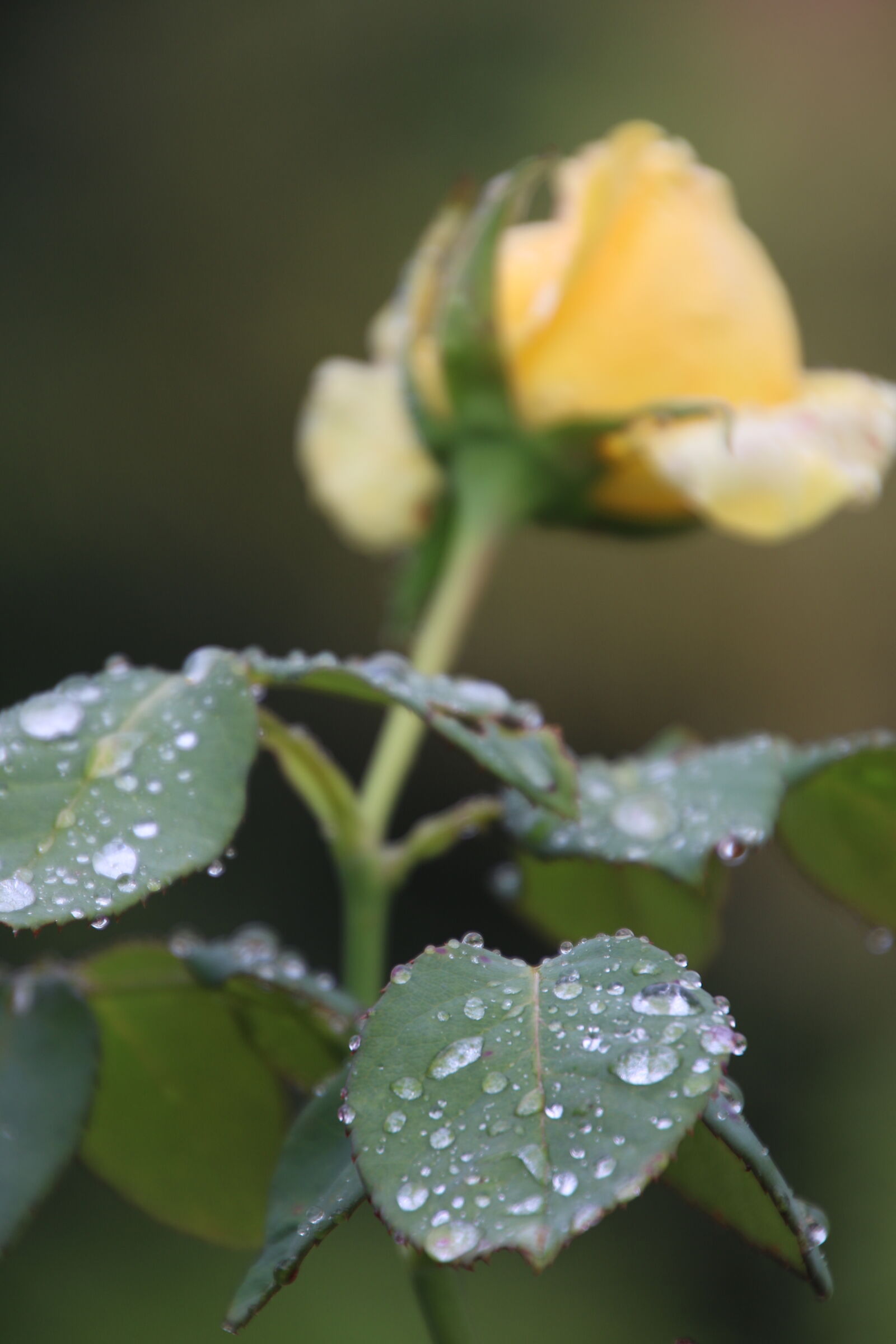 Canon EOS 7D Mark II sample photo. Drops, garden, leaves, morning photography