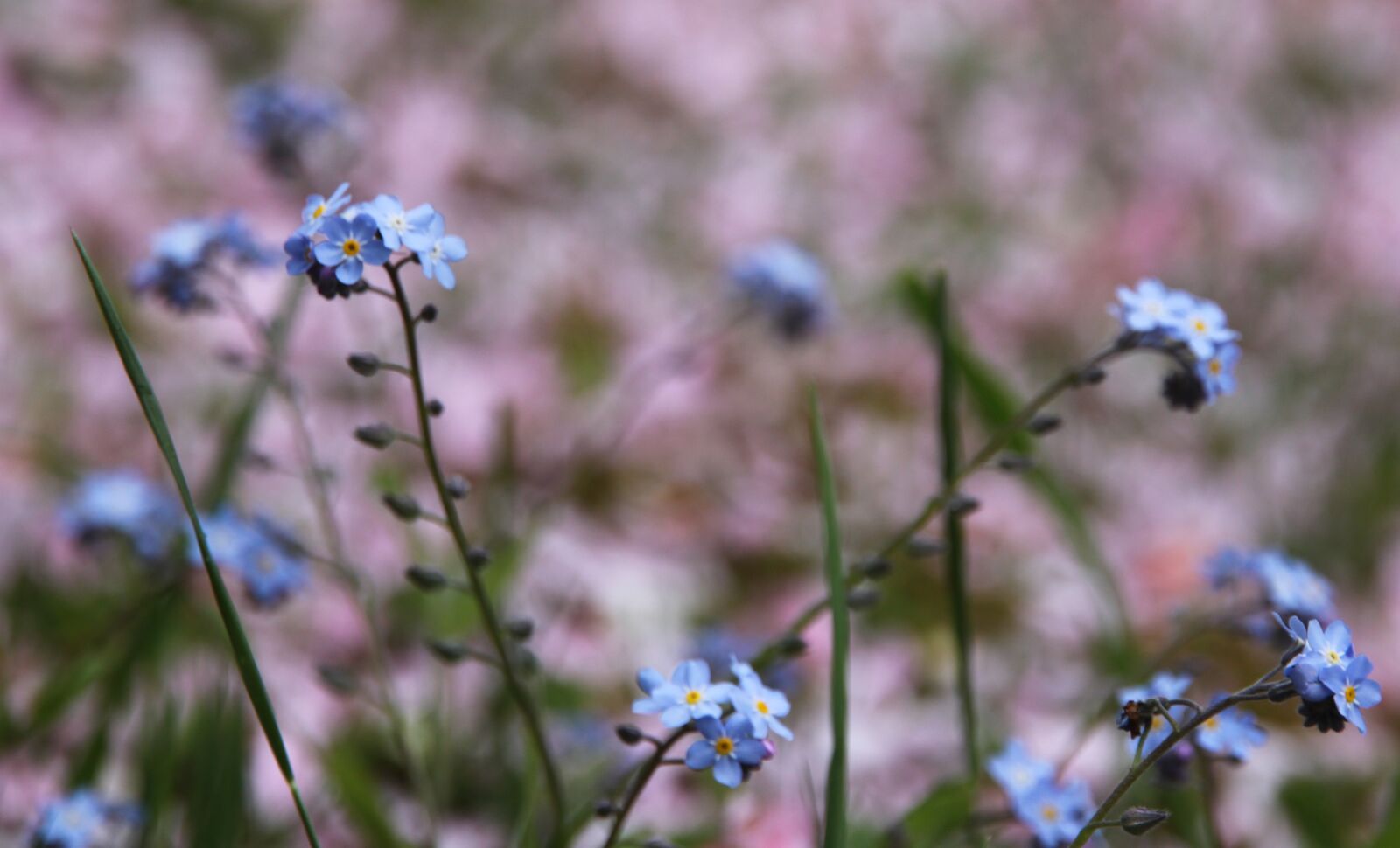 Canon EOS 500D (EOS Rebel T1i / EOS Kiss X3) sample photo. Forget me not, myosotis photography