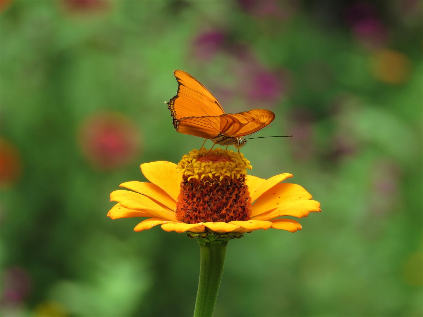 Canon PowerShot SX60 HS sample photo. Butterfly, flower garden, tropical photography