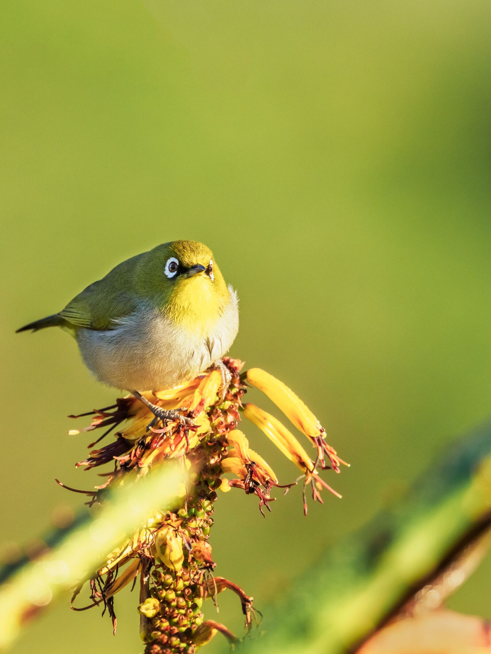 M.300mm F4.0 + MC-14 sample photo. Cape white-eye, bird, nature photography